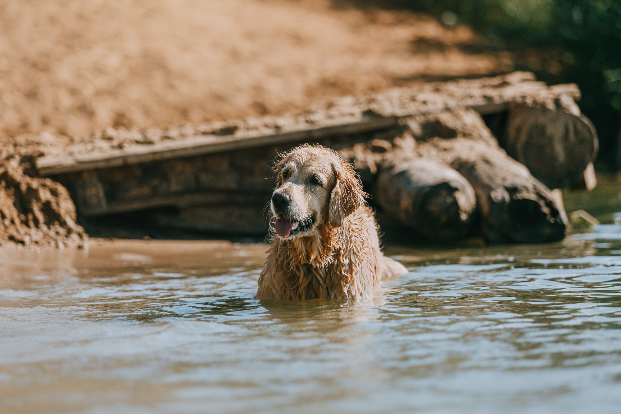 Бэлла и Альма. Фотограф-анималист Елена Радченко, Москва