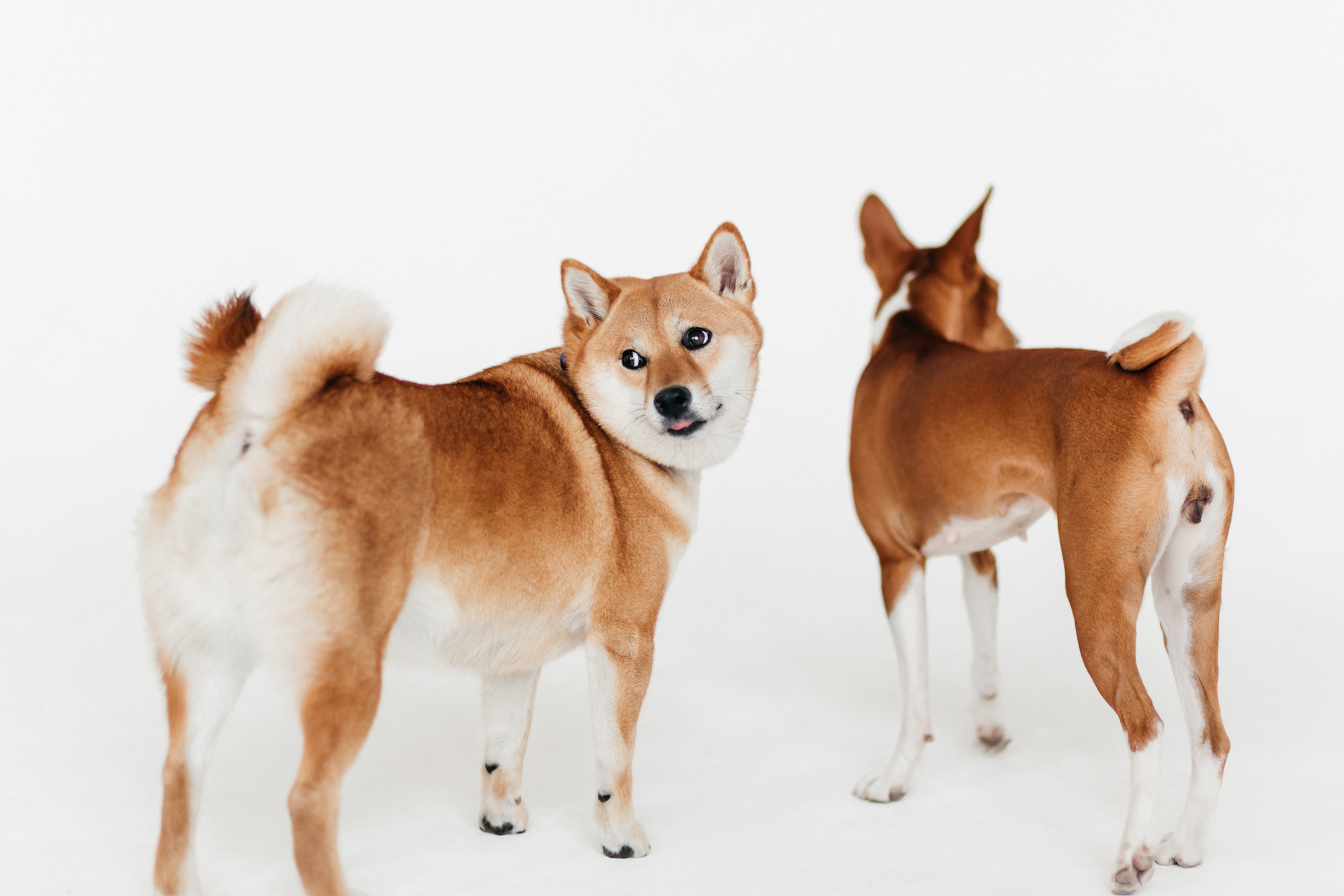 Магазин Каскад. Фотограф-анималист Елена Радченко, Москва