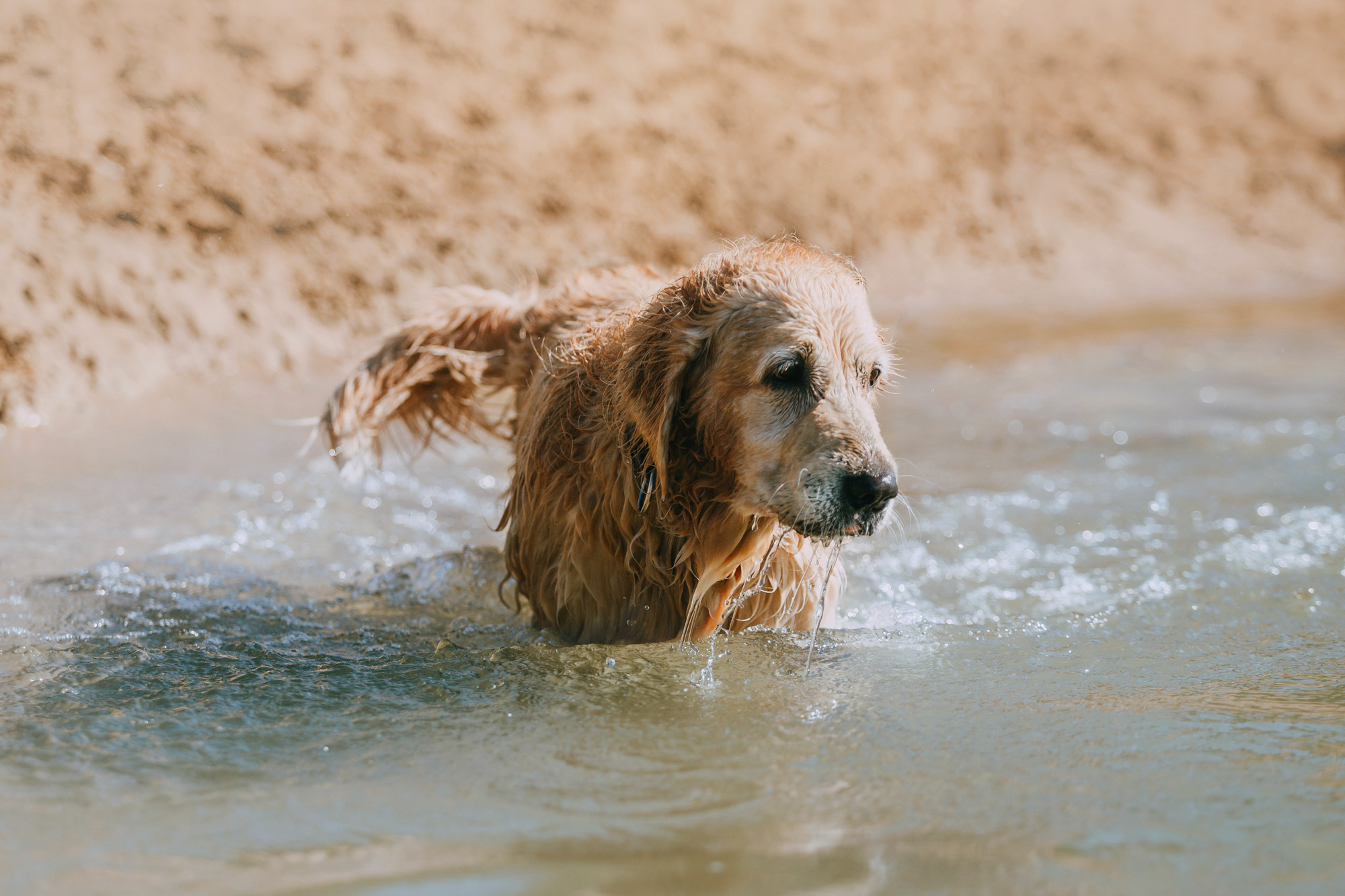 Бэлла и Альма. Фотограф-анималист Елена Радченко, Москва