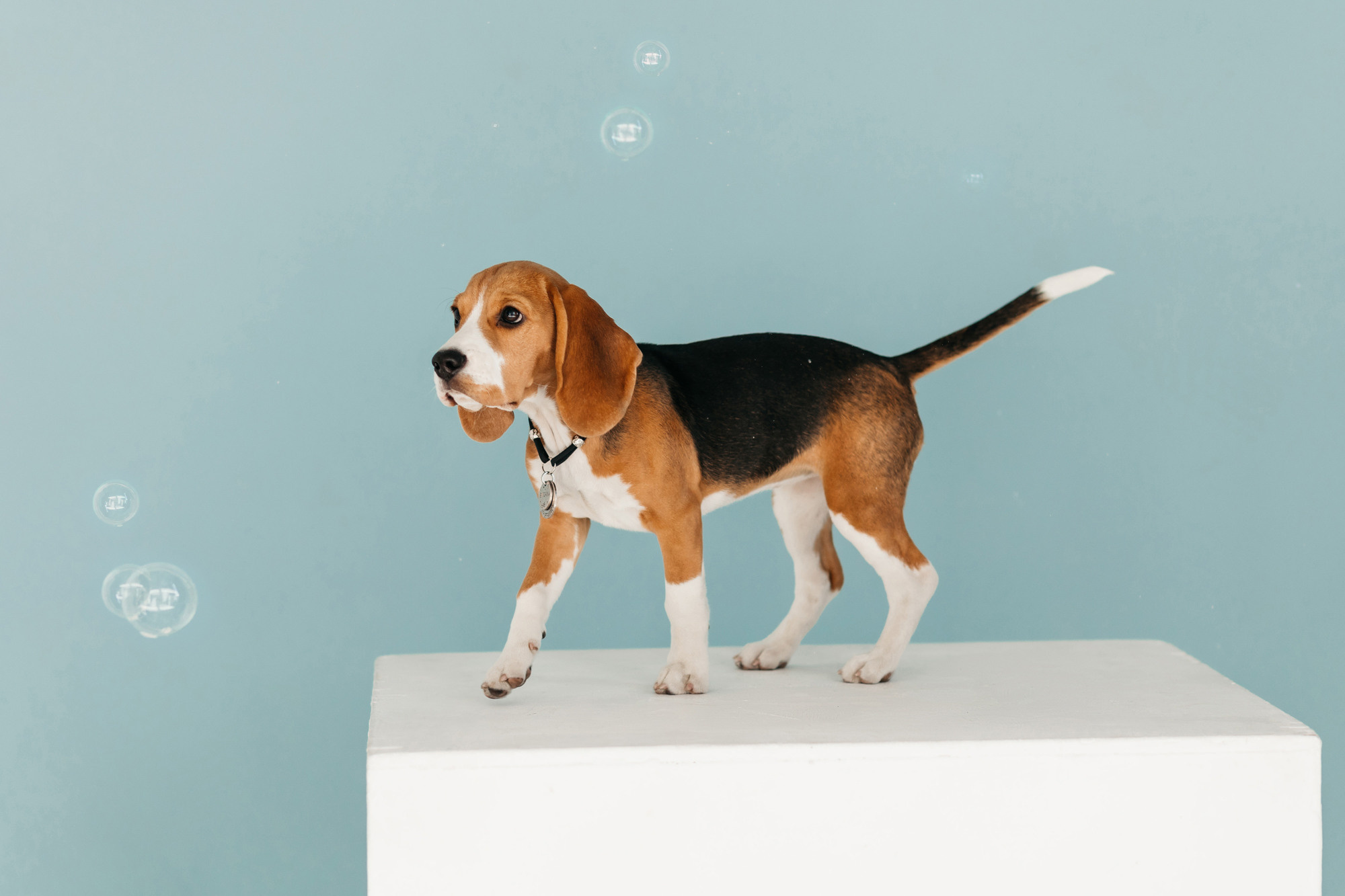 Наталия и Булочка. Фотограф-анималист Елена Радченко, Москва