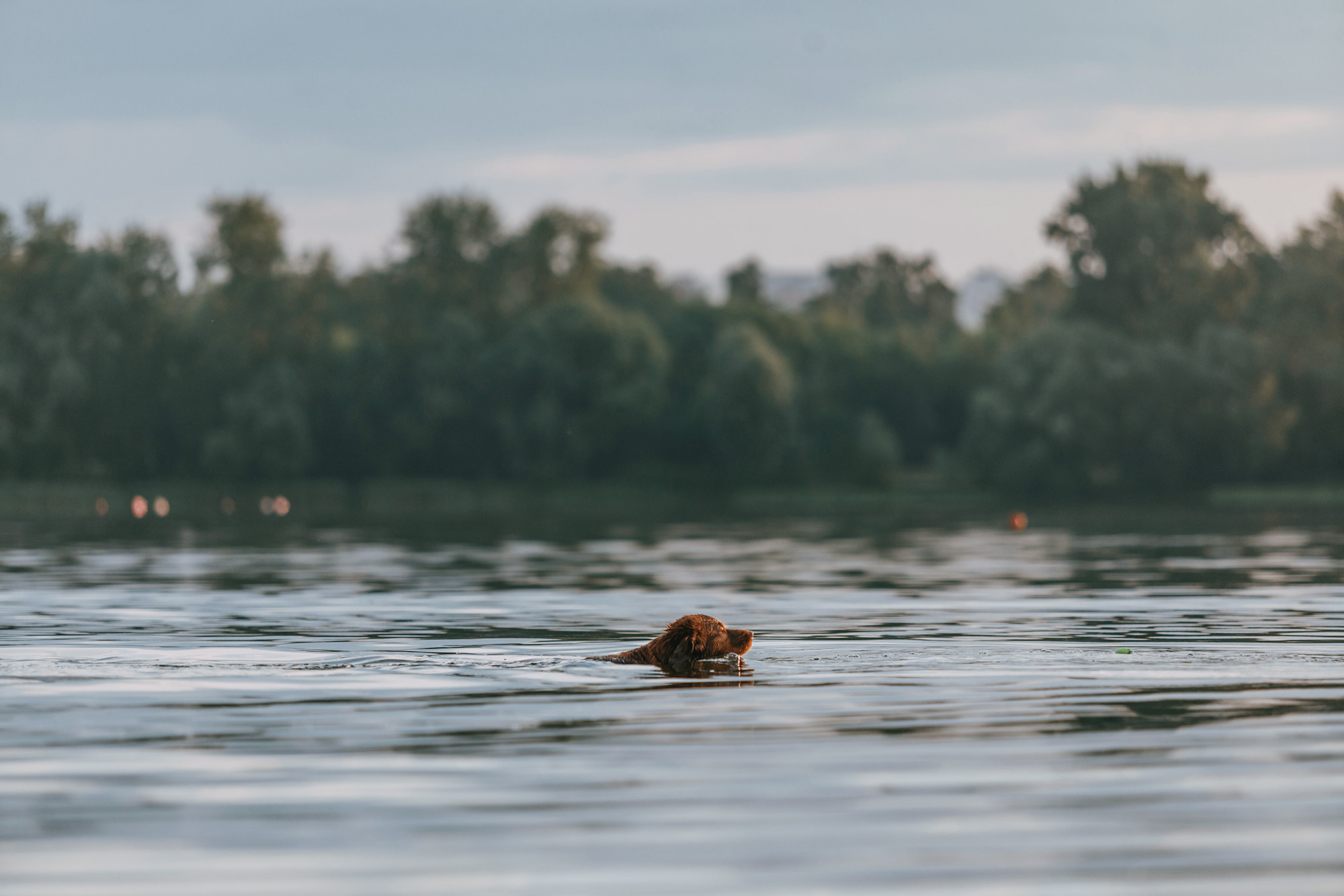 Бублик. Фотограф-анималист Елена Радченко, Москва