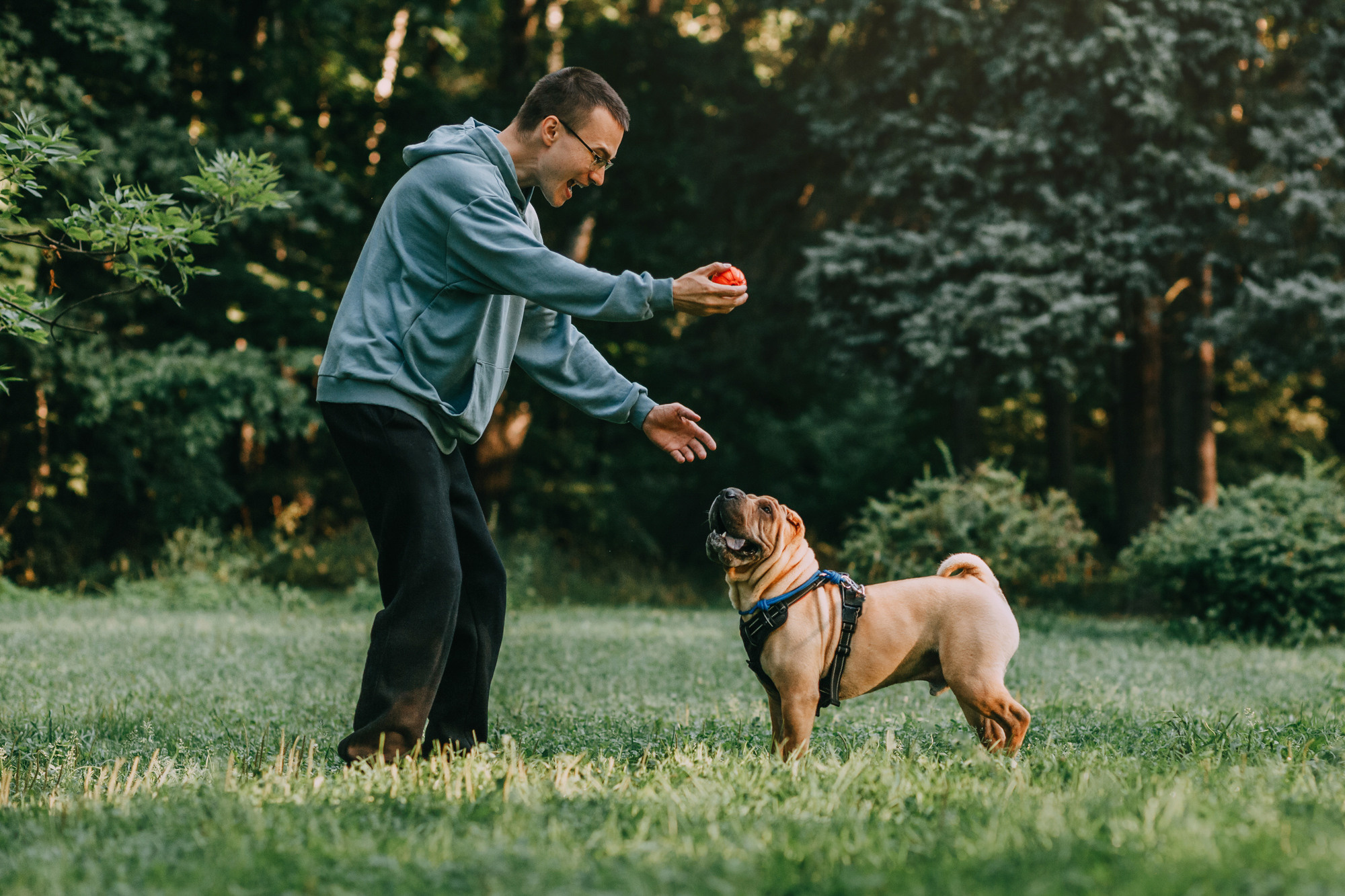 Аппа. Фотограф-анималист Елена Радченко, Москва
