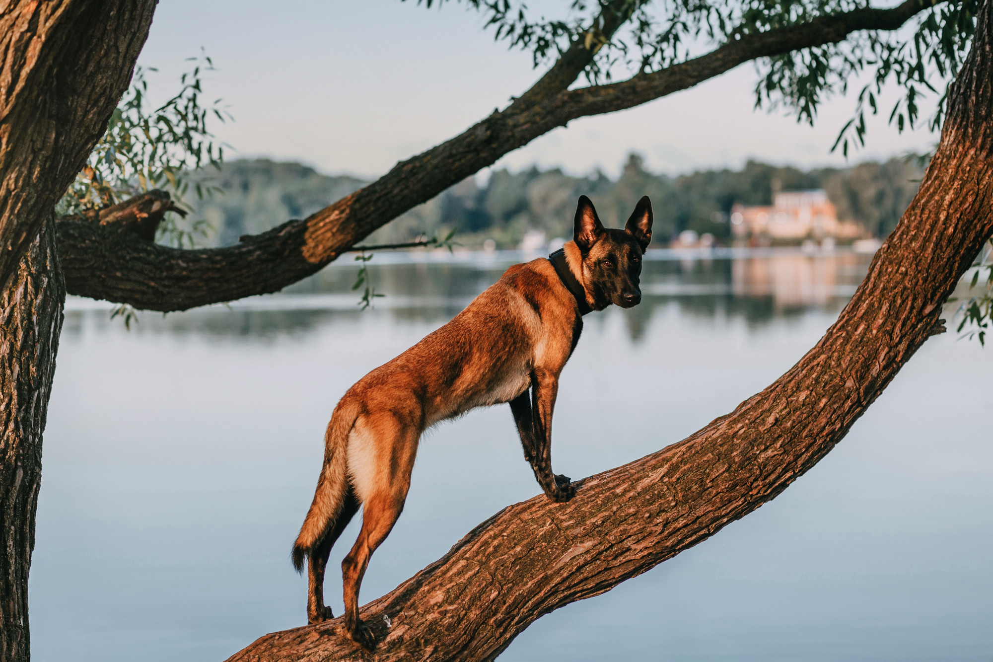 Полина и Ишка. Фотограф-анималист Елена Радченко, Москва