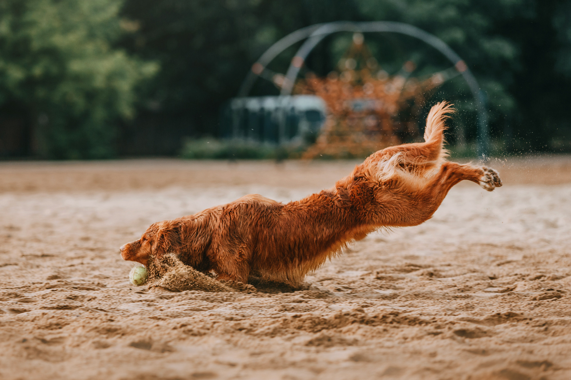 Бублик. Фотограф-анималист Елена Радченко, Москва