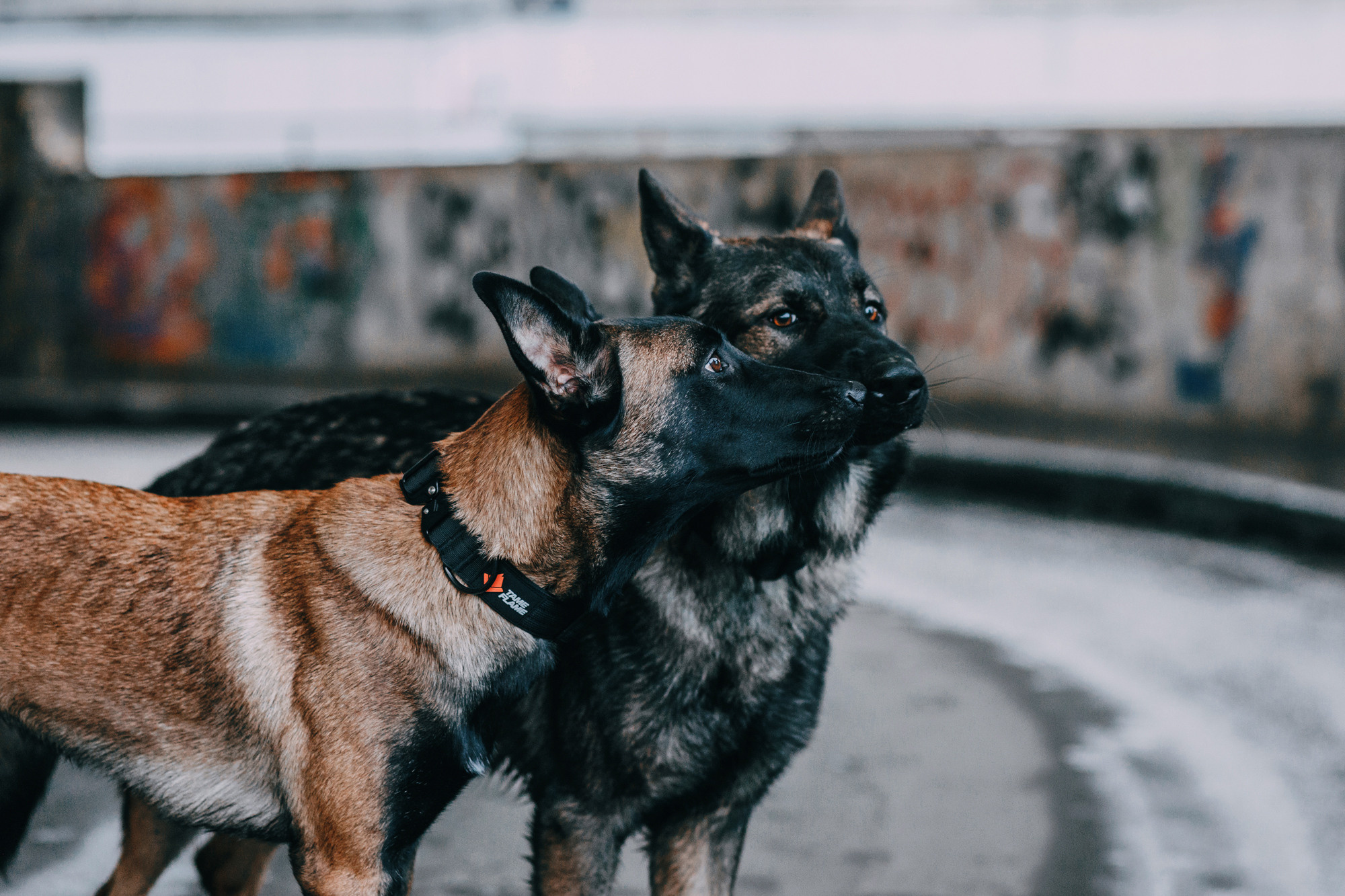 Ошейники Tame flame. Фотограф-анималист Елена Радченко, Москва