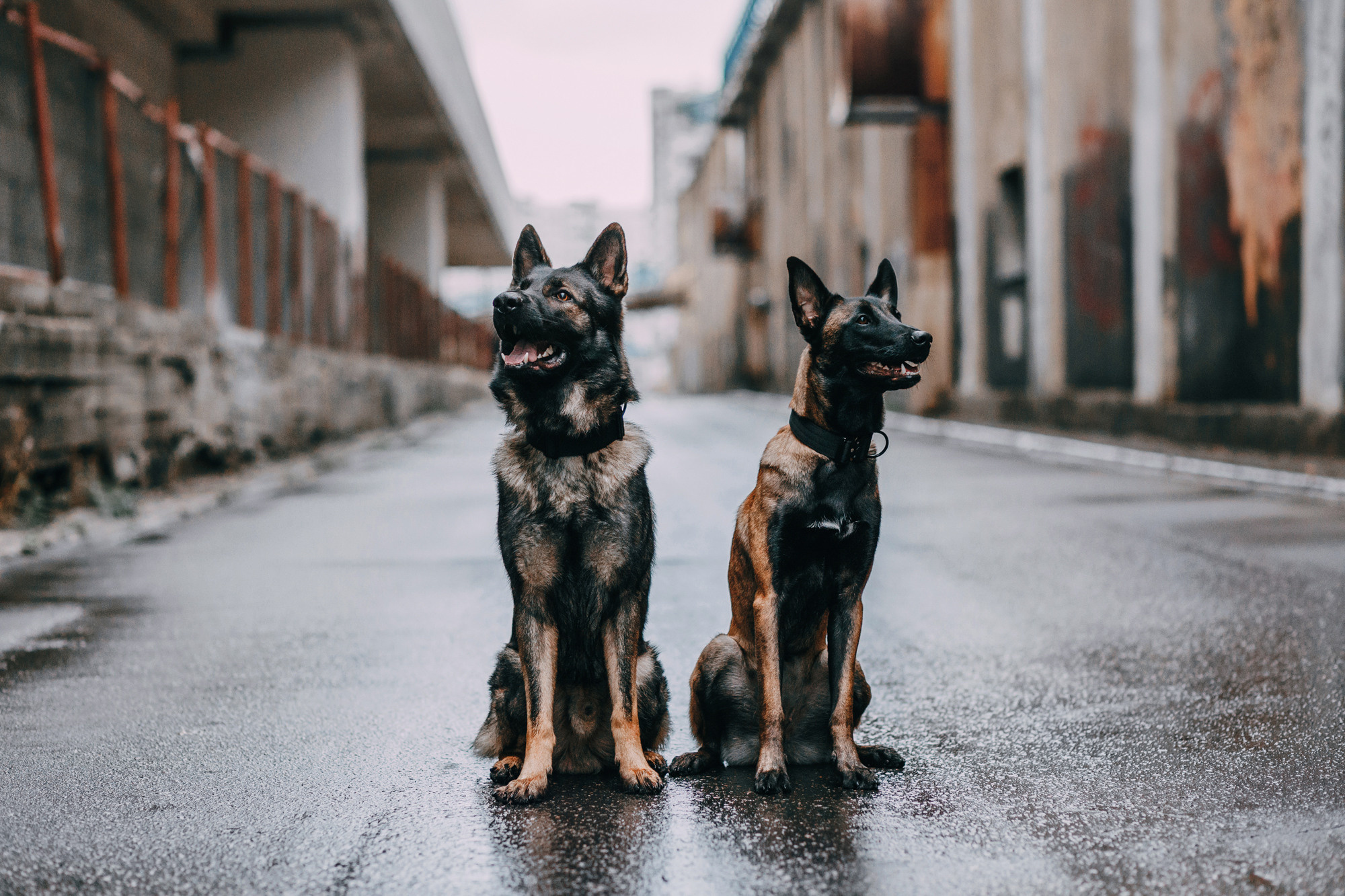 Ошейники Tame flame. Фотограф-анималист Елена Радченко, Москва