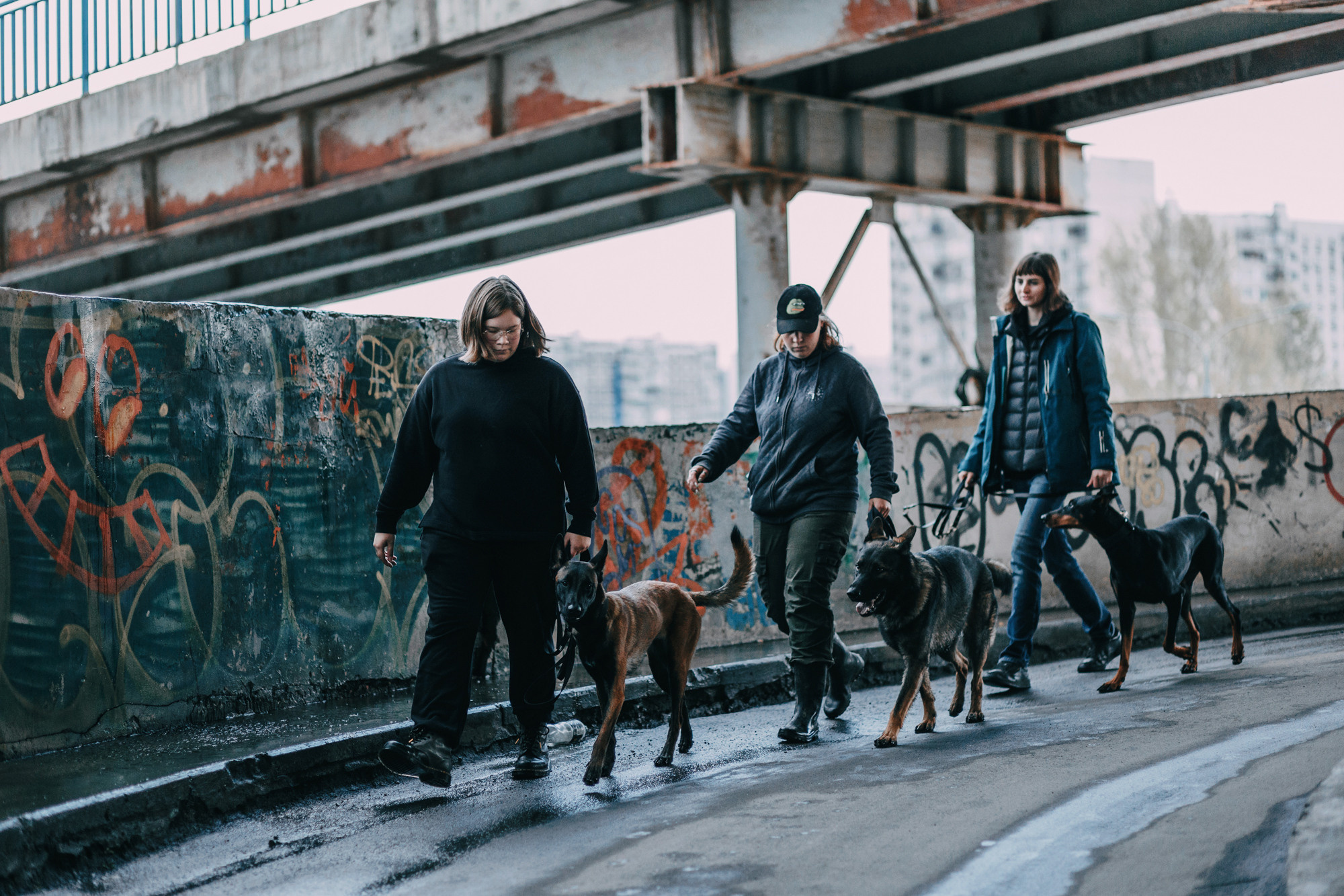 Ошейники Tame flame. Фотограф-анималист Елена Радченко, Москва