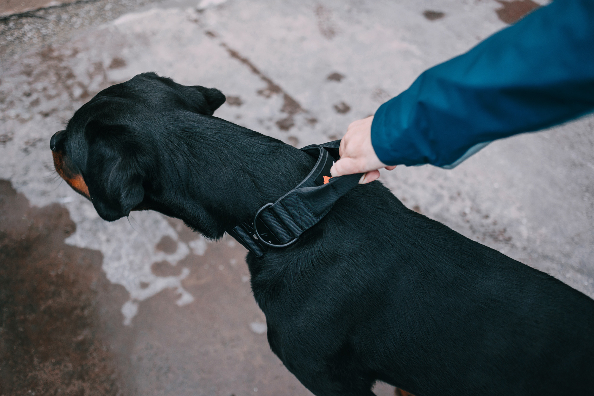 Ошейники Tame flame. Фотограф-анималист Елена Радченко, Москва