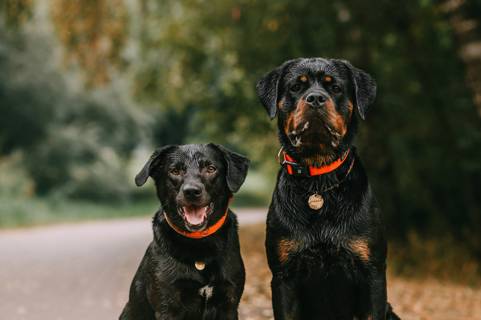 Виктория, Финн и Ливи. Фотограф-анималист Елена Радченко, Москва