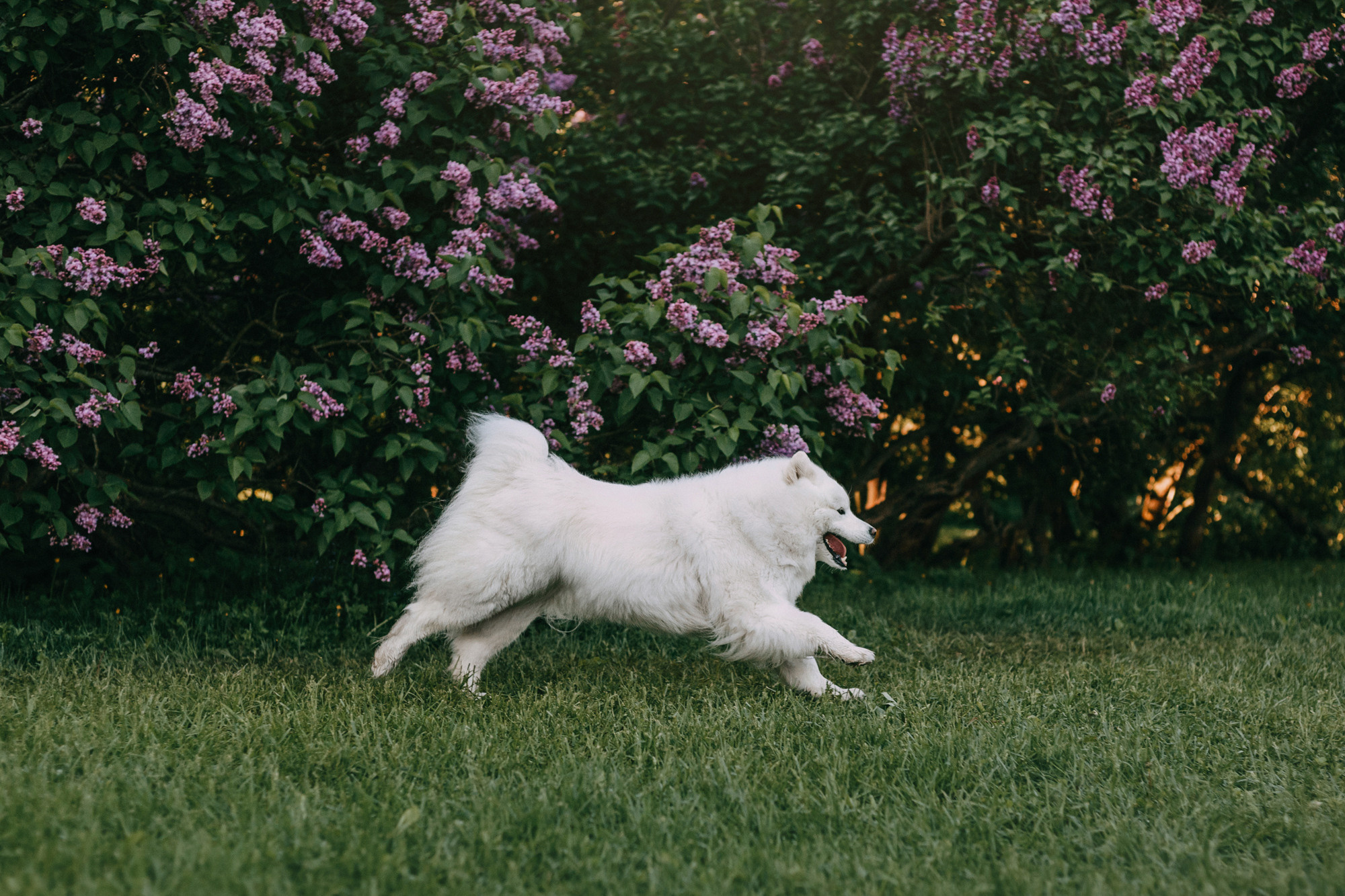 Маша и Уна. Фотограф-анималист Елена Радченко, Москва