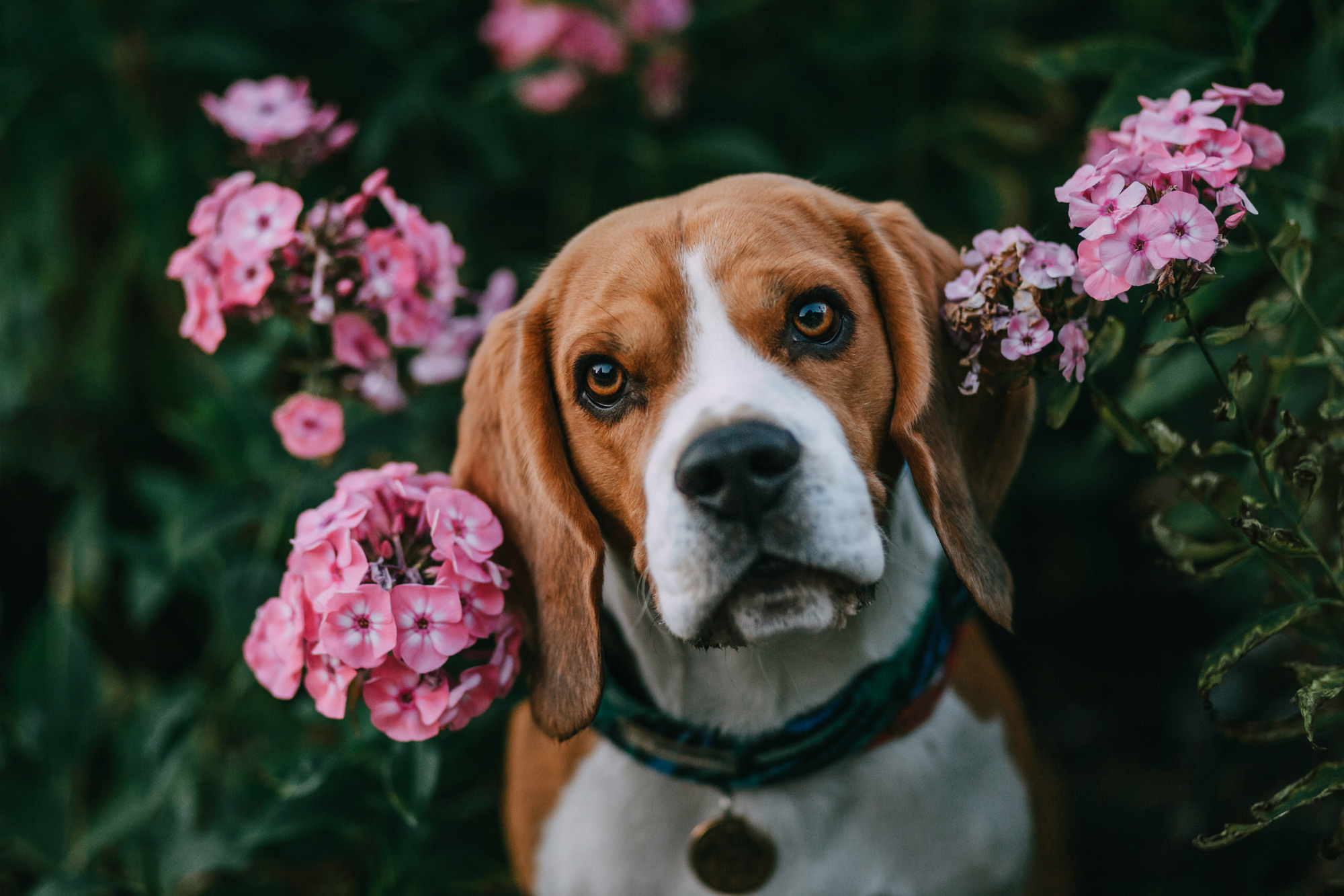 Марина, Максим и Дэй. Фотограф-анималист Елена Радченко, Москва