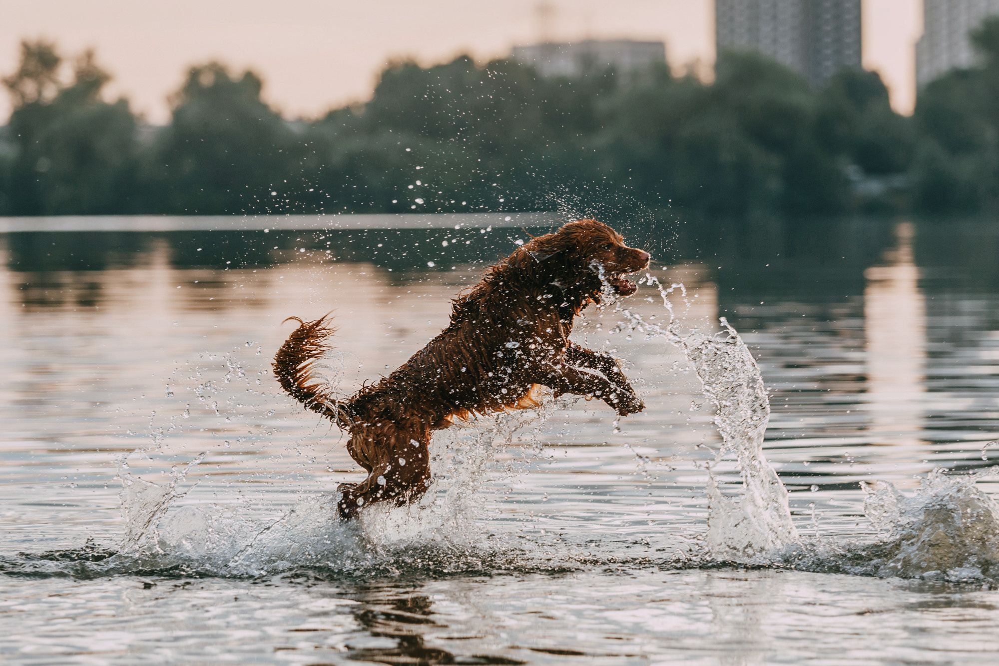 Бублик. Фотограф-анималист Елена Радченко, Москва