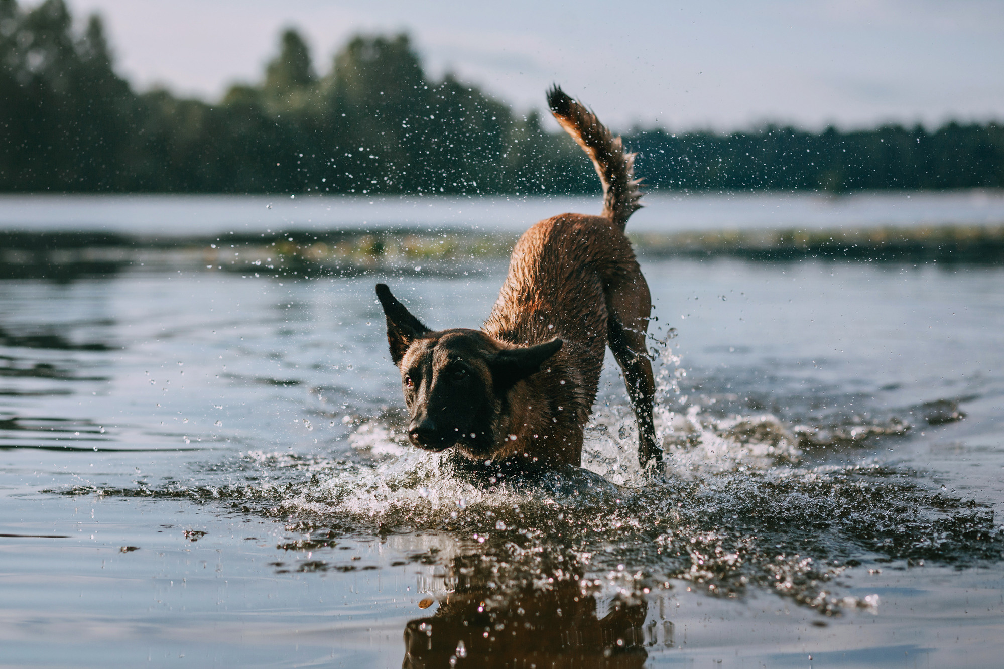 Полина и Ишка. Фотограф-анималист Елена Радченко, Москва