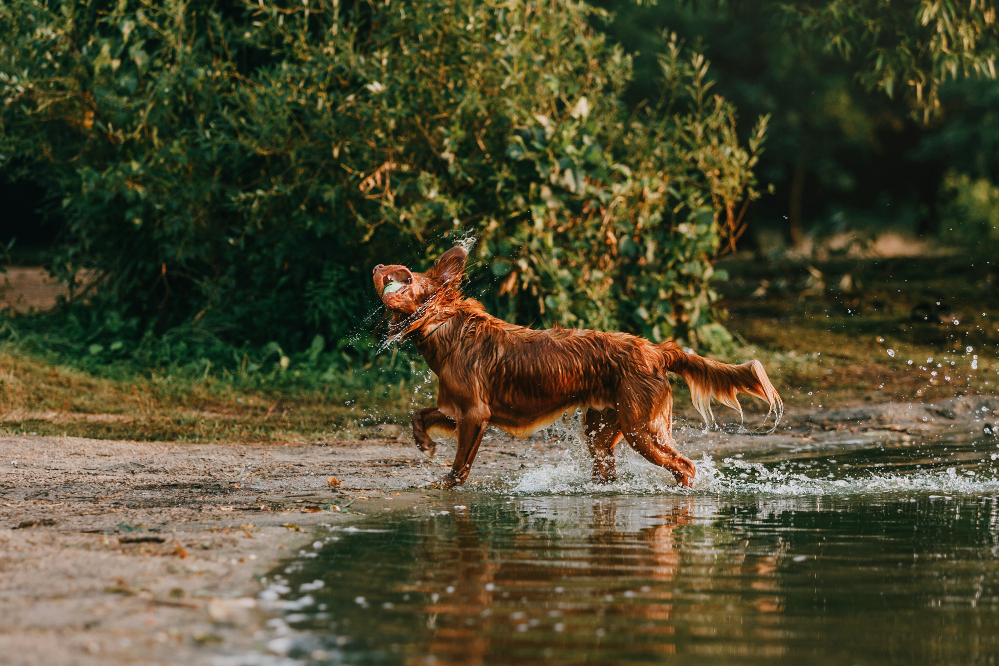 Бублик. Фотограф-анималист Елена Радченко, Москва