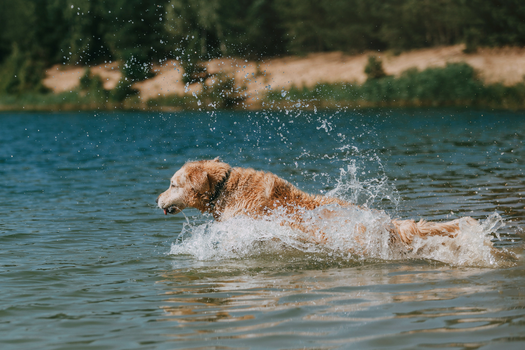 Бэлла и Альма. Фотограф-анималист Елена Радченко, Москва