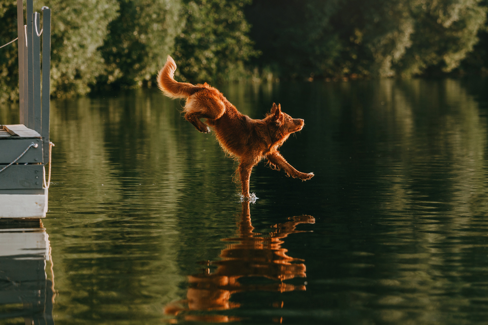 Бублик. Фотограф-анималист Елена Радченко, Москва