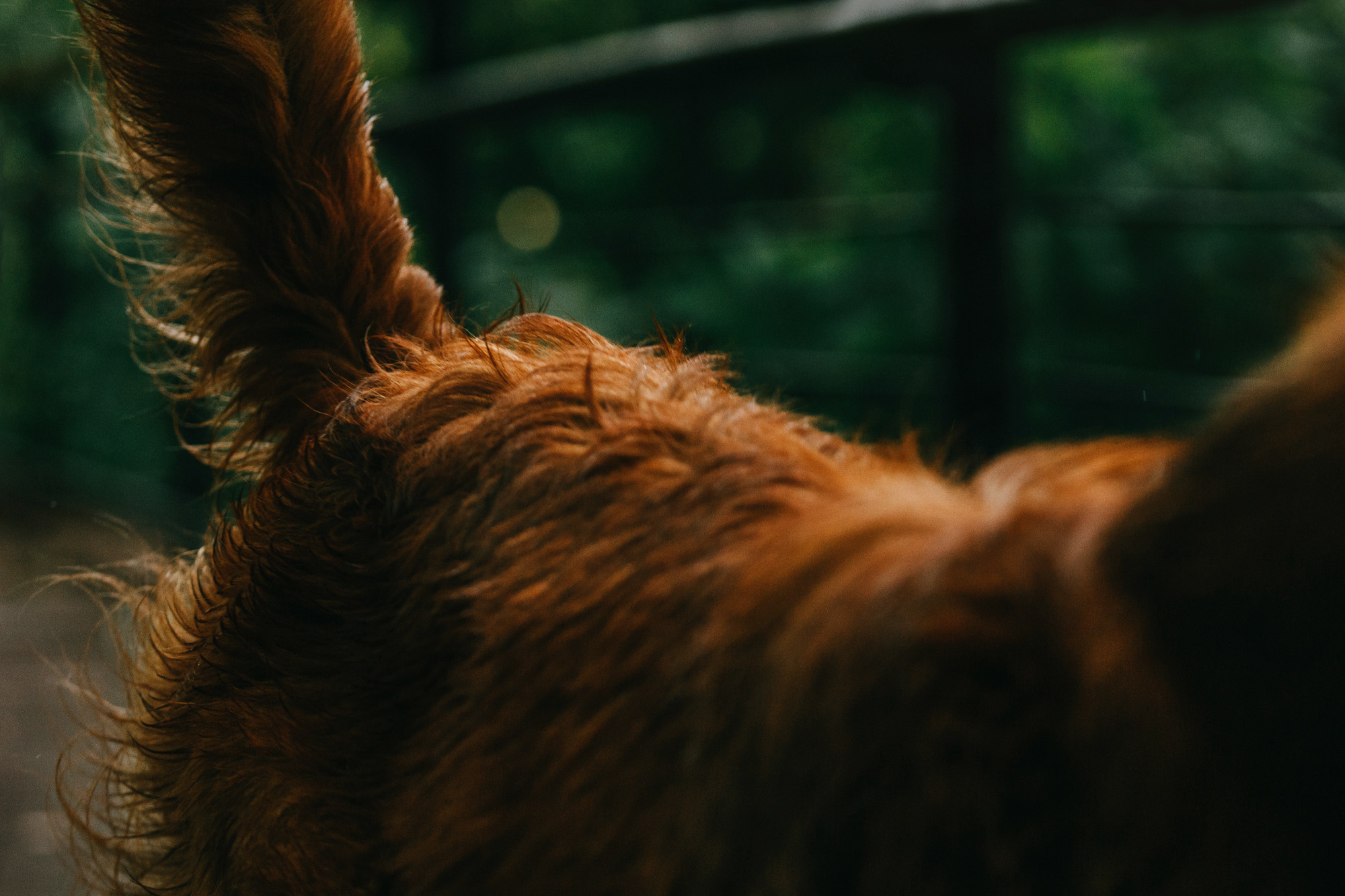 Бублик. Фотограф-анималист Елена Радченко, Москва