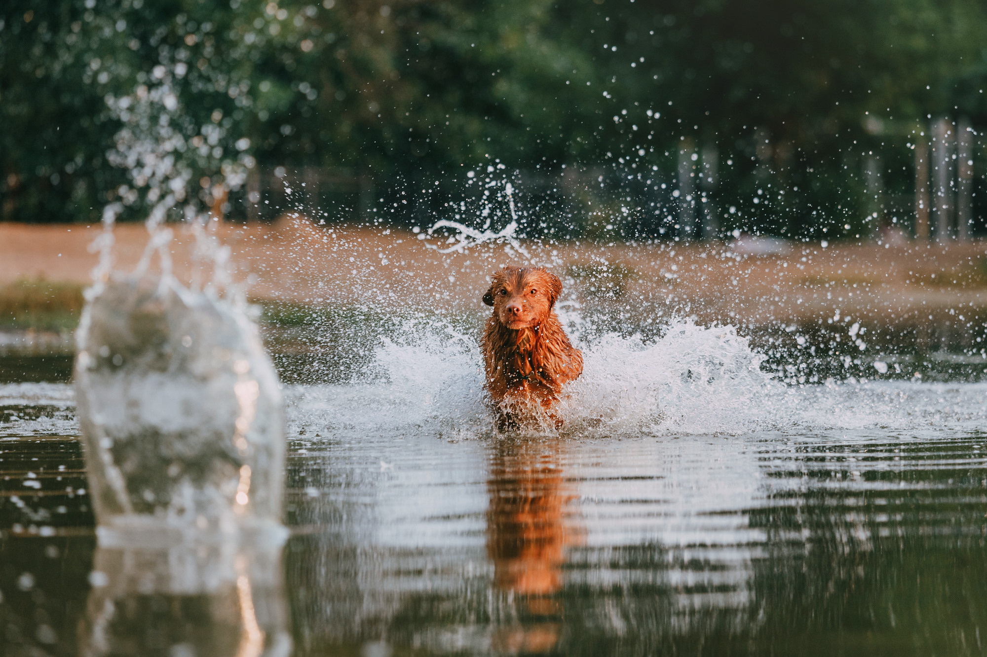 Бублик. Фотограф-анималист Елена Радченко, Москва