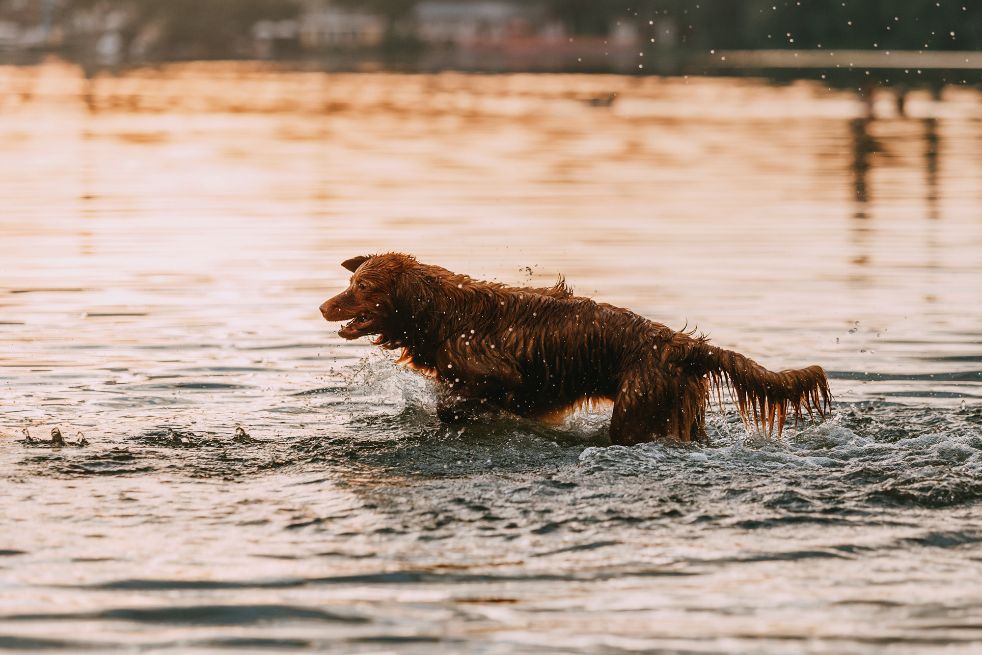 Бублик. Фотограф-анималист Елена Радченко, Москва