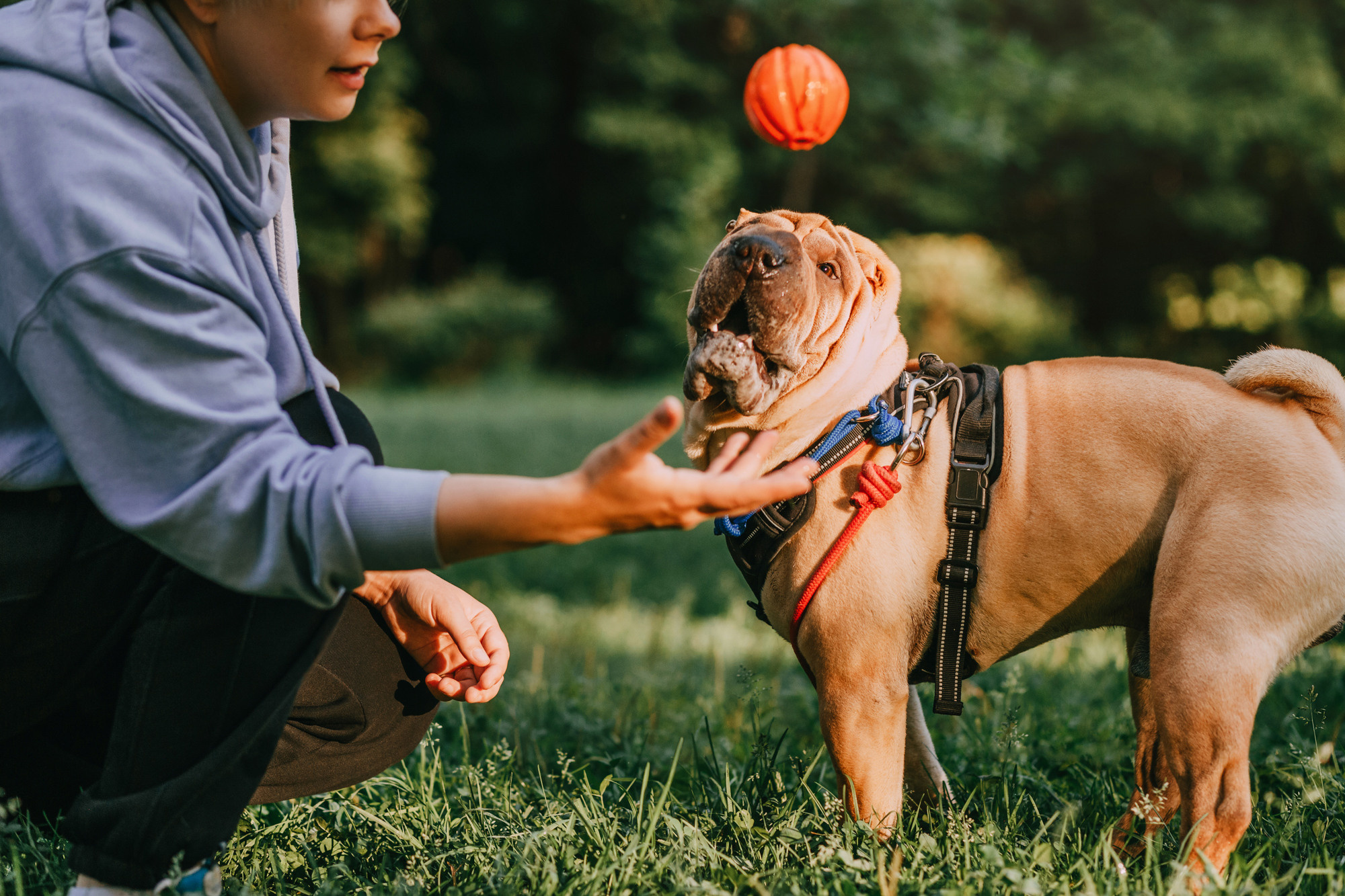 Аппа. Фотограф-анималист Елена Радченко, Москва
