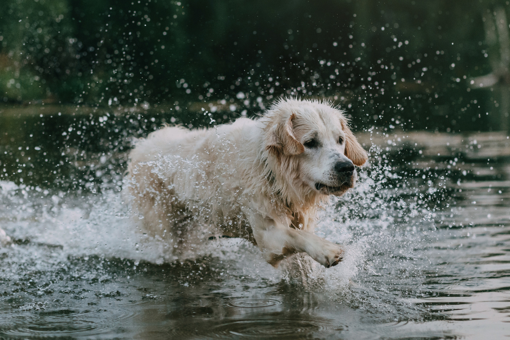 Ольга и Винни. Фотограф-анималист Елена Радченко, Москва