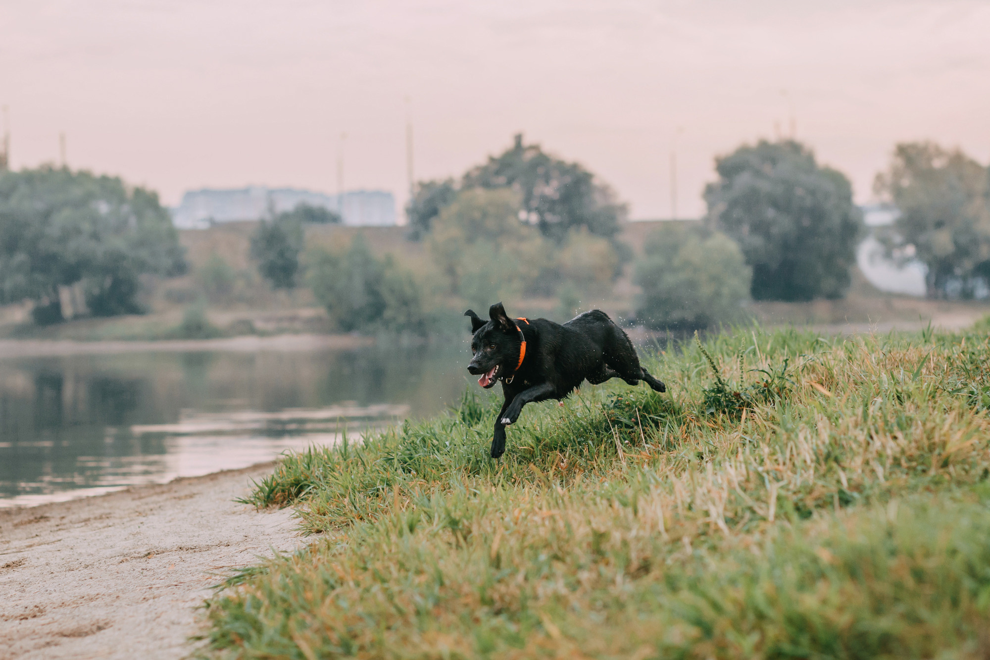 Виктория, Финн и Ливи. Фотограф-анималист Елена Радченко, Москва