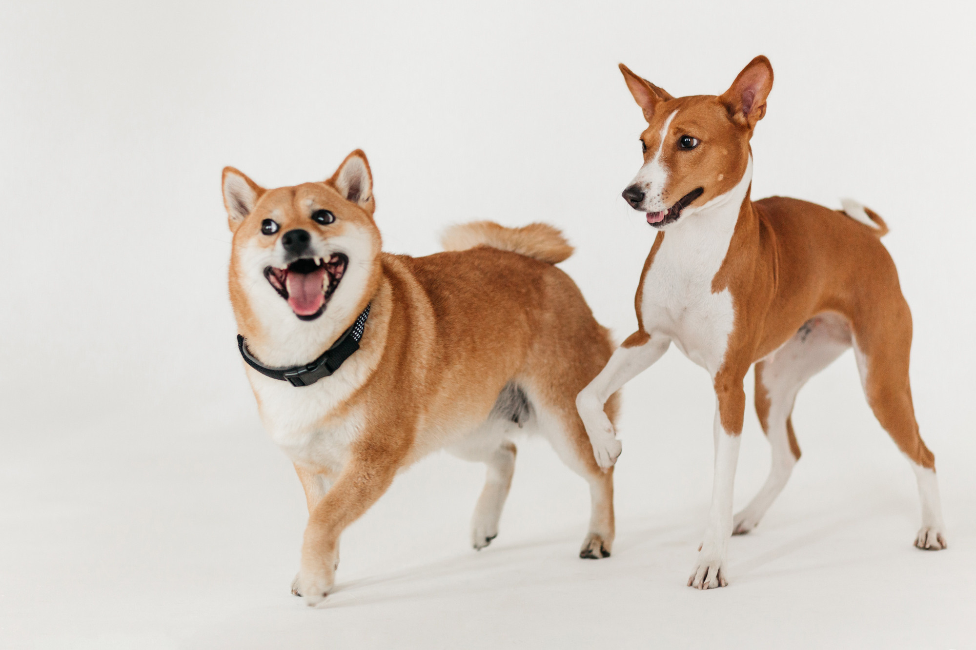 Магазин Каскад. Фотограф-анималист Елена Радченко, Москва