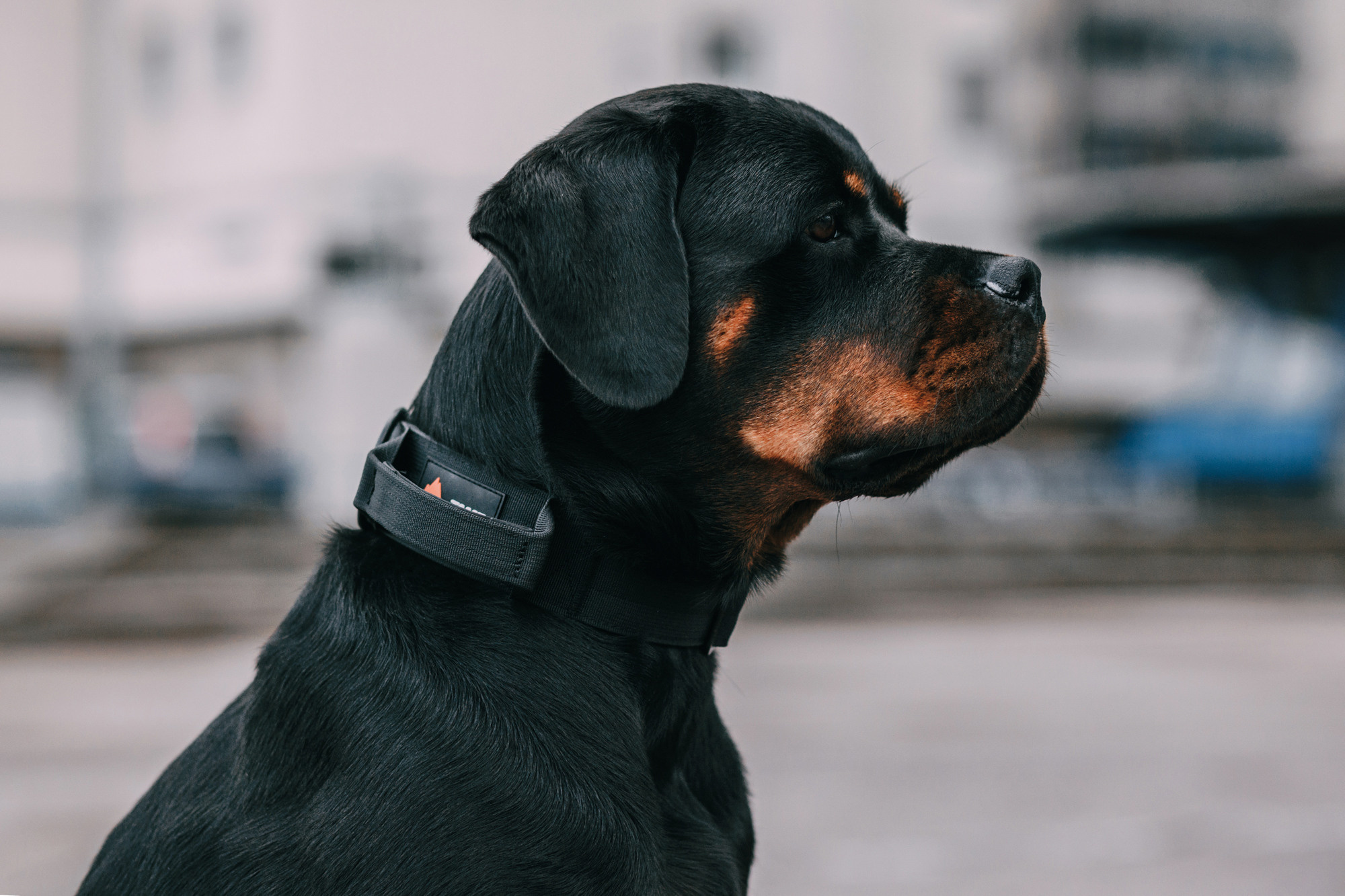 Ошейники Tame flame. Фотограф-анималист Елена Радченко, Москва