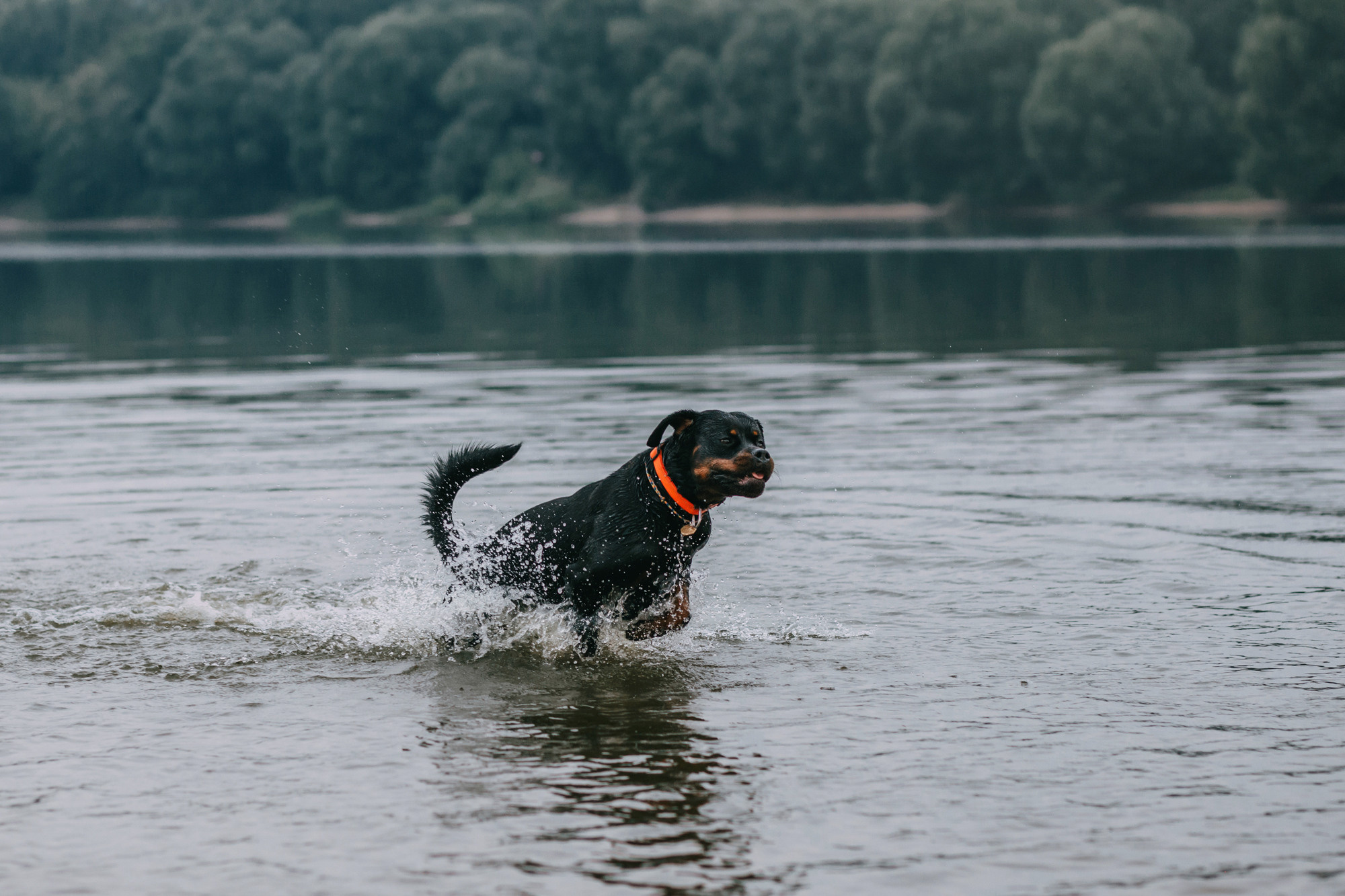 Виктория, Финн и Ливи. Фотограф-анималист Елена Радченко, Москва