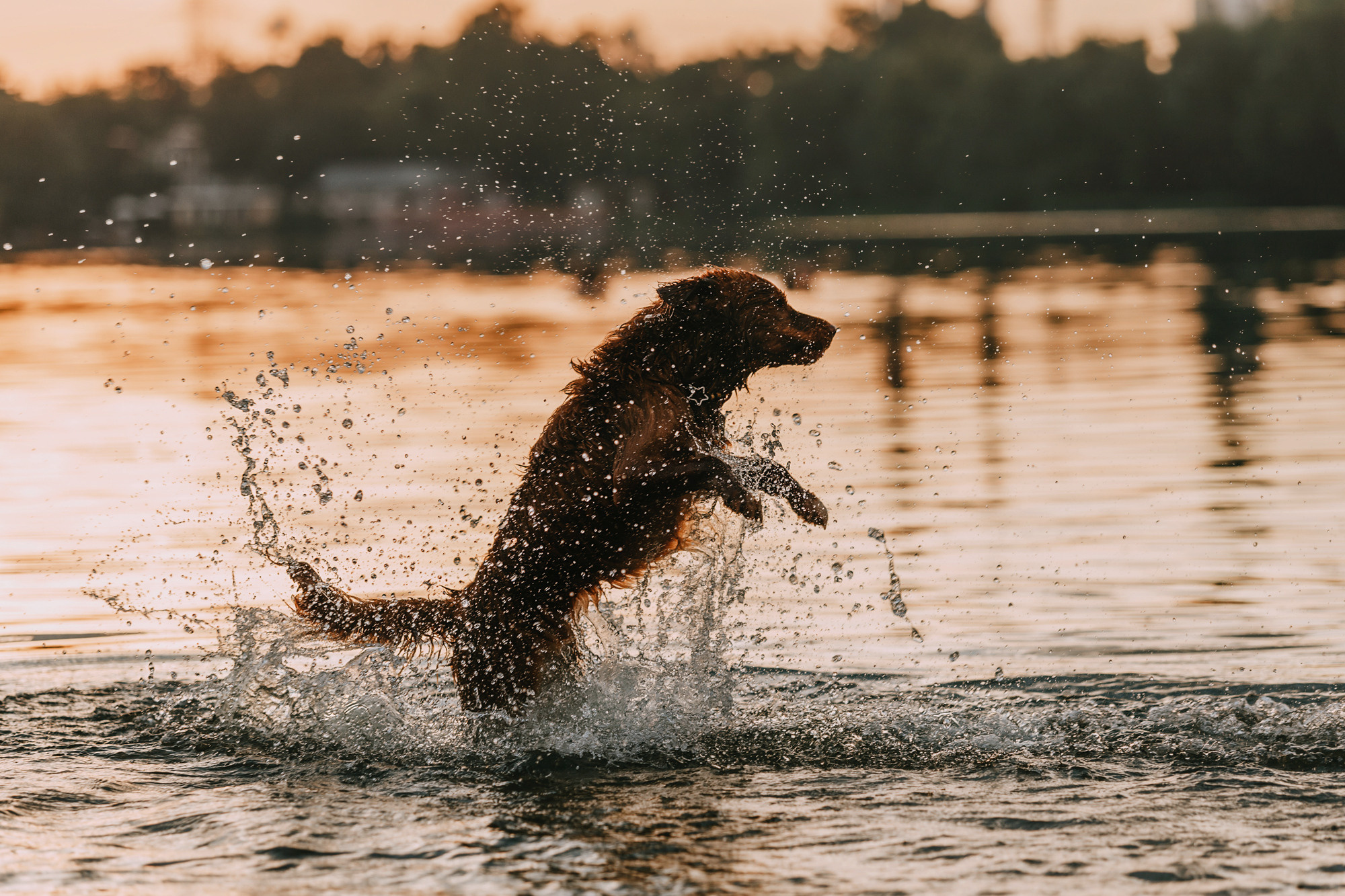 Бублик. Фотограф-анималист Елена Радченко, Москва