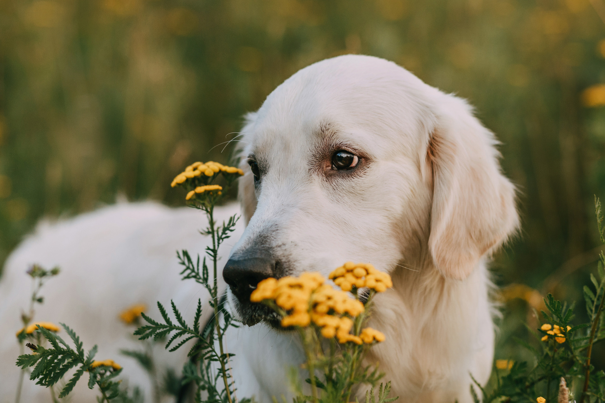 Ольга и Винни. Фотограф-анималист Елена Радченко, Москва