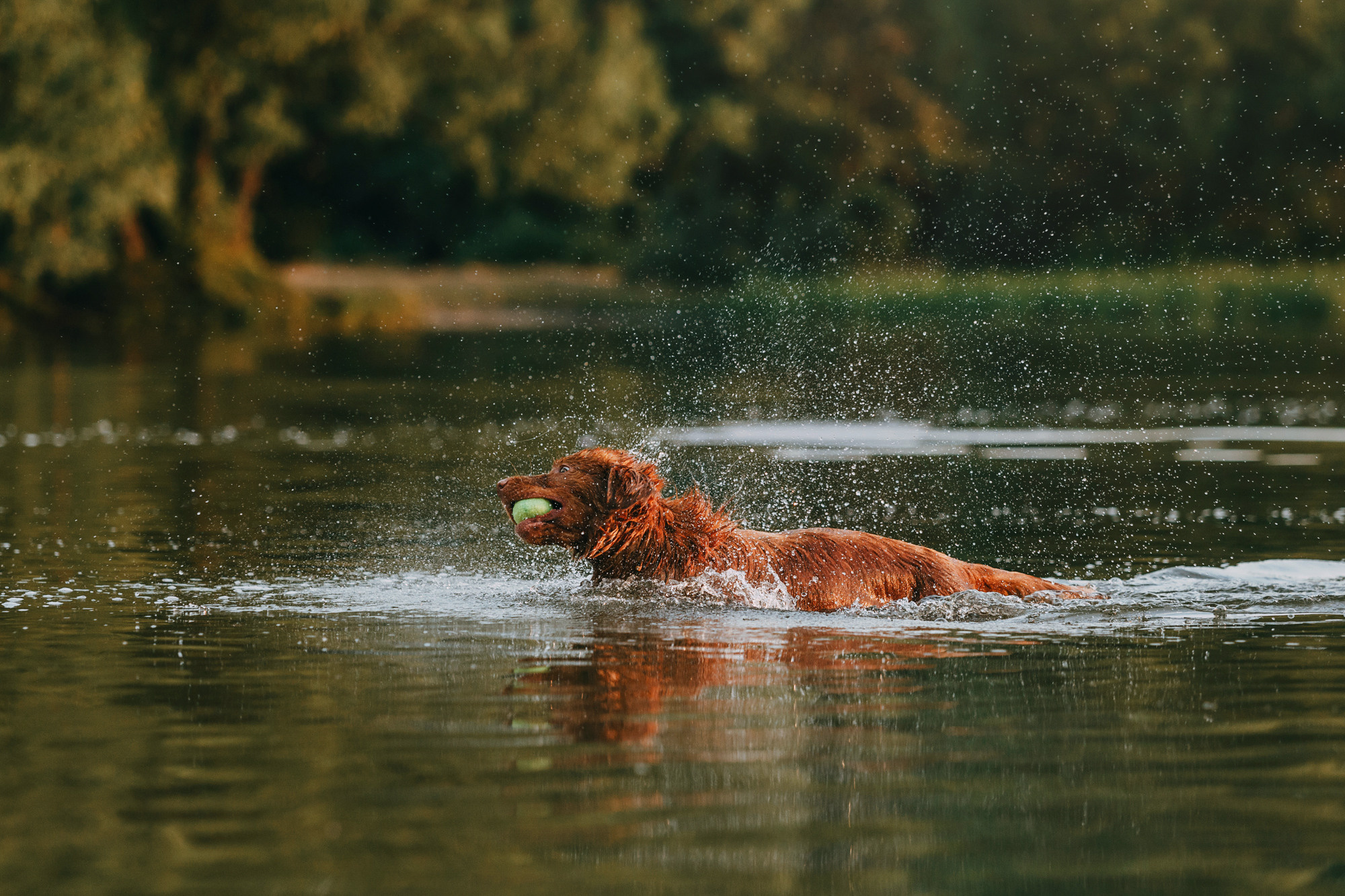 Бублик. Фотограф-анималист Елена Радченко, Москва