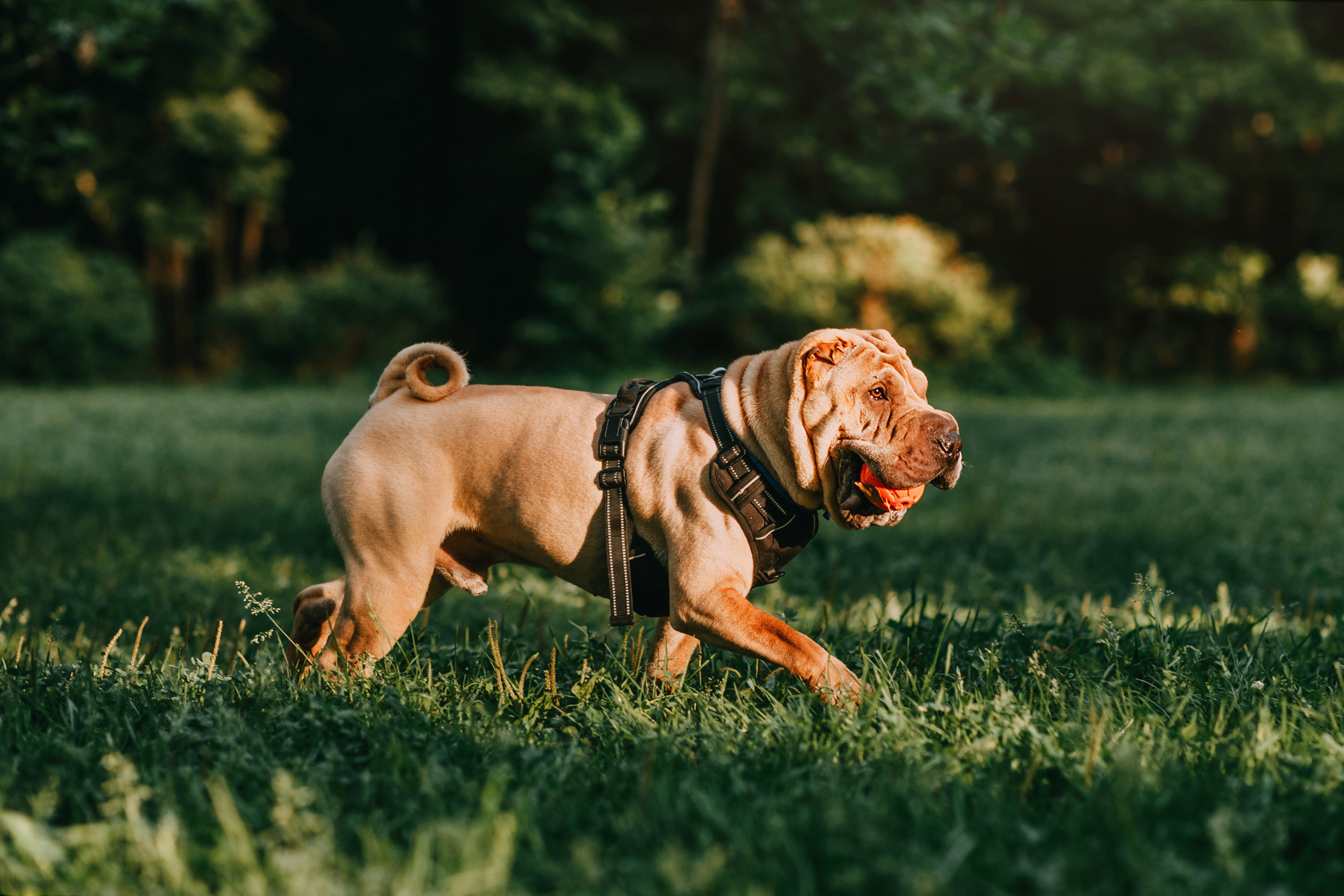 Аппа. Фотограф-анималист Елена Радченко, Москва