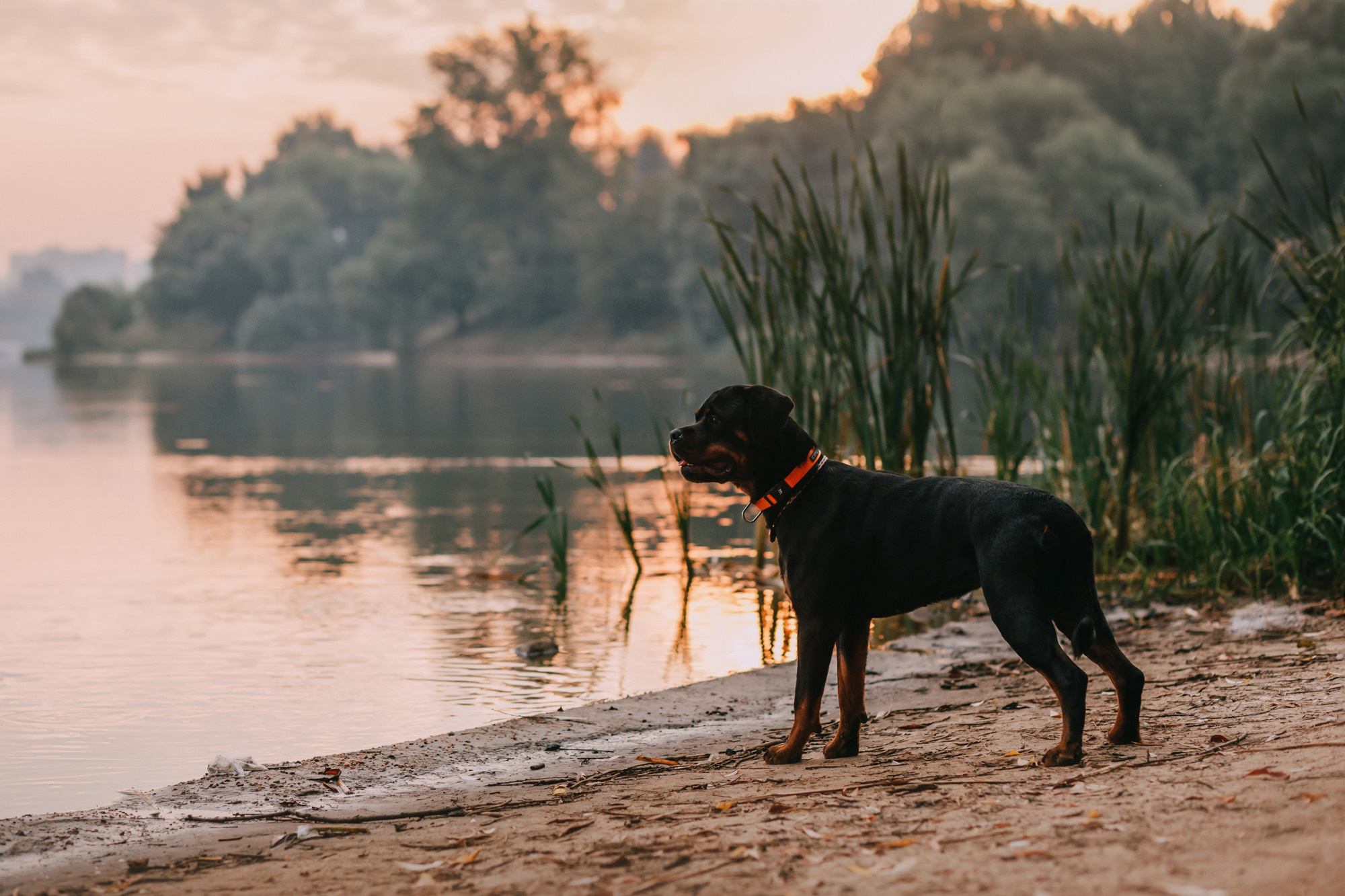Виктория, Финн и Ливи. Фотограф-анималист Елена Радченко, Москва