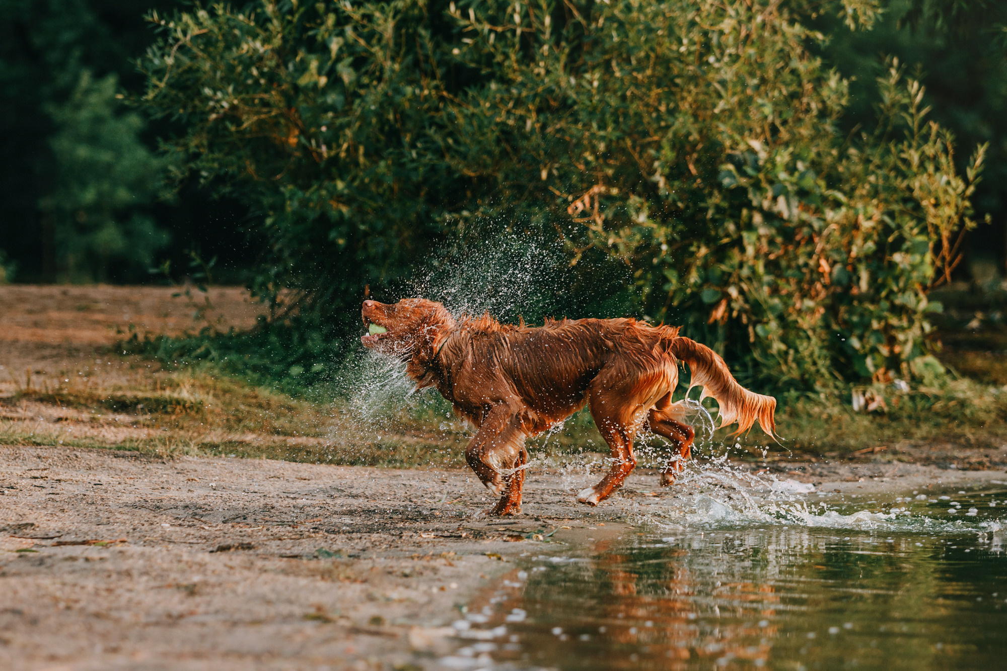 Бублик. Фотограф-анималист Елена Радченко, Москва
