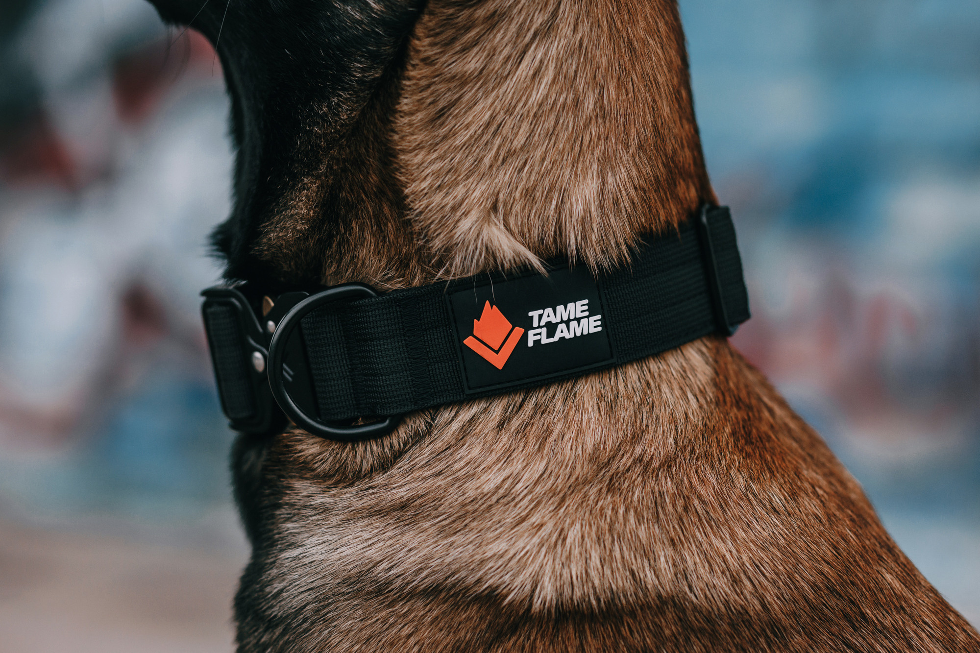 Ошейники Tame flame. Фотограф-анималист Елена Радченко, Москва