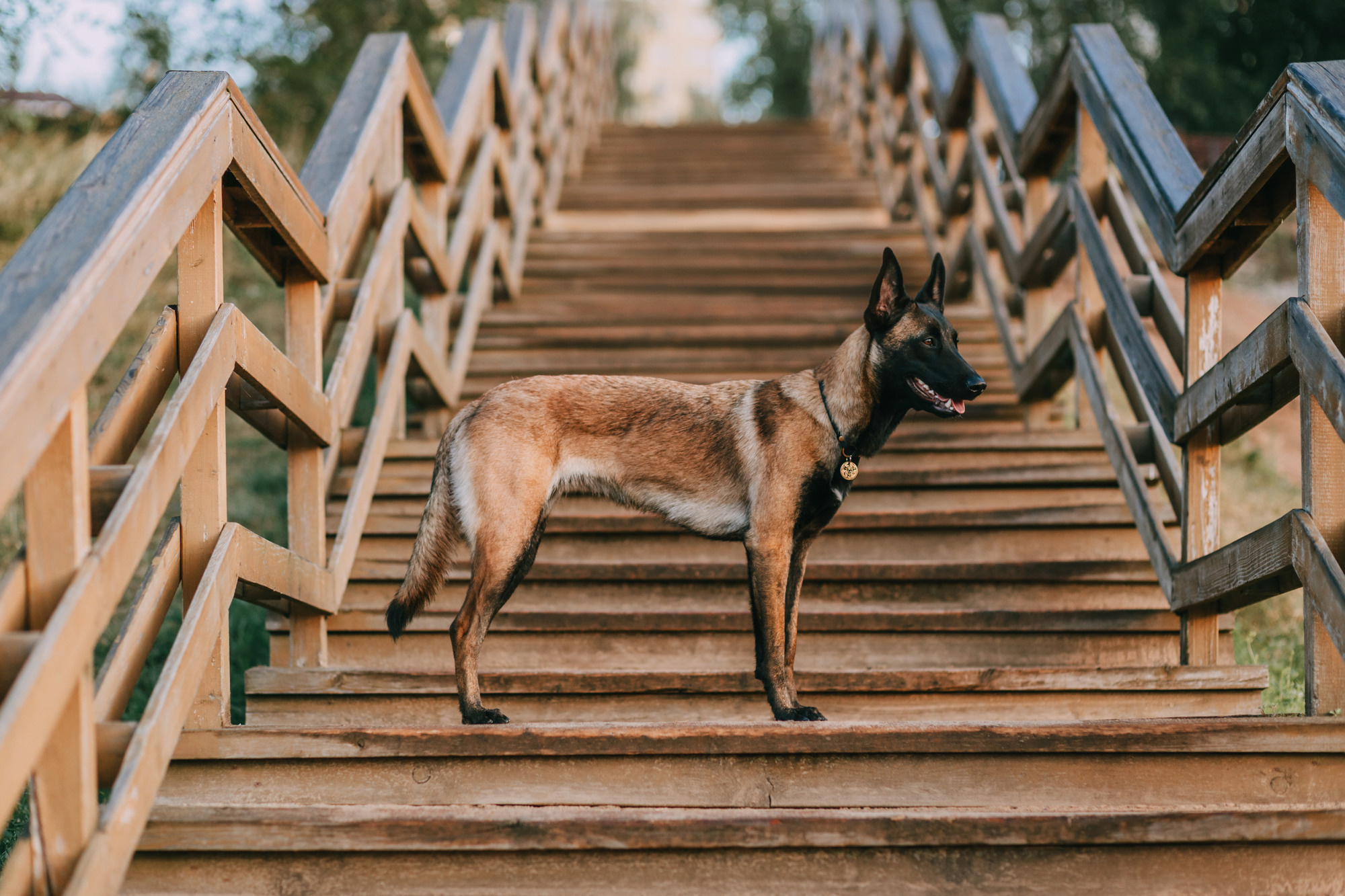 Полина и Ишка. Фотограф-анималист Елена Радченко, Москва
