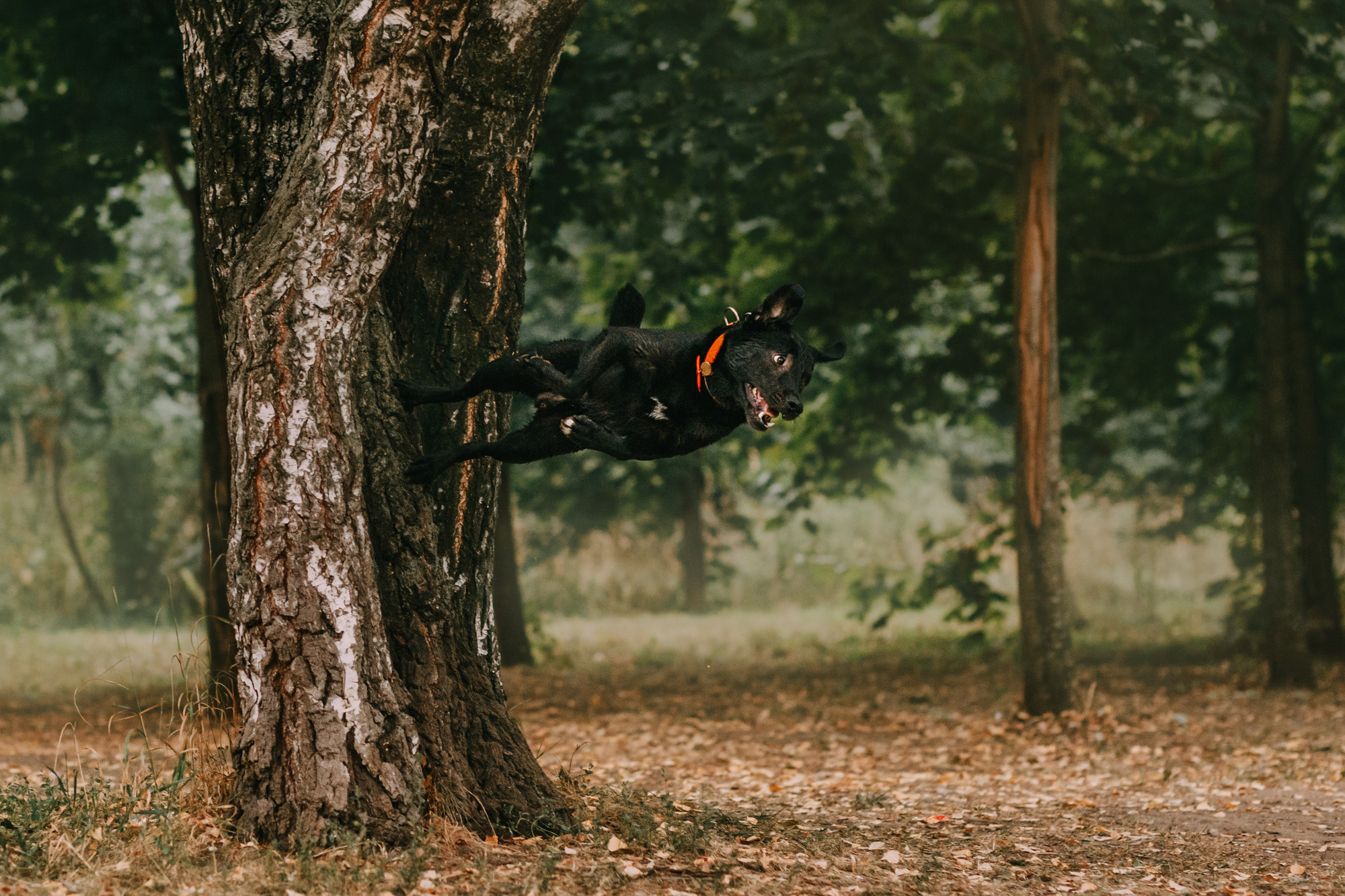 Виктория, Финн и Ливи. Фотограф-анималист Елена Радченко, Москва