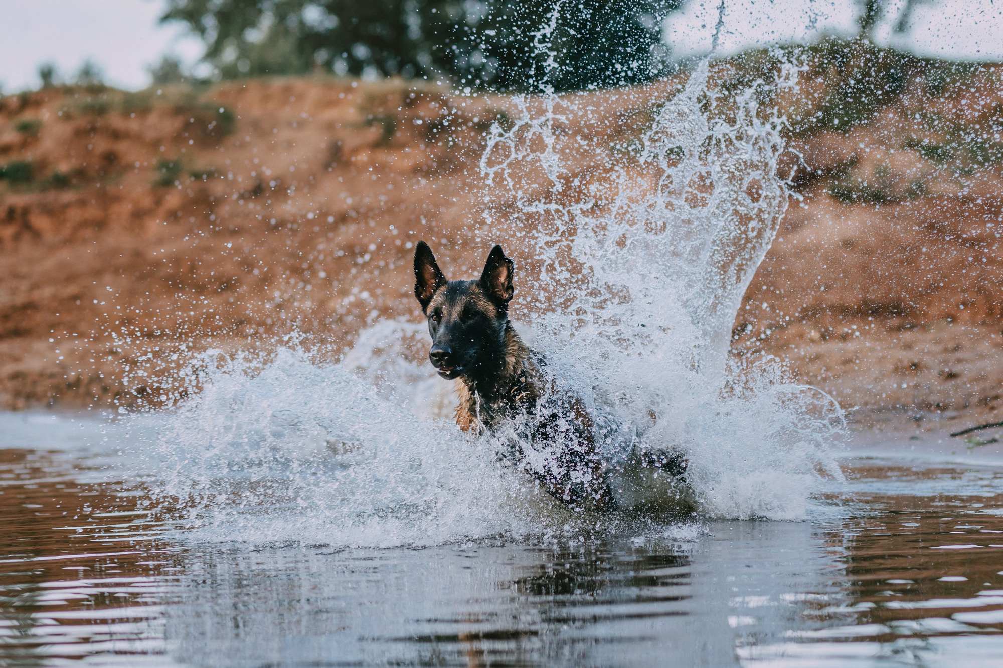 Полина и Ишка. Фотограф-анималист Елена Радченко, Москва