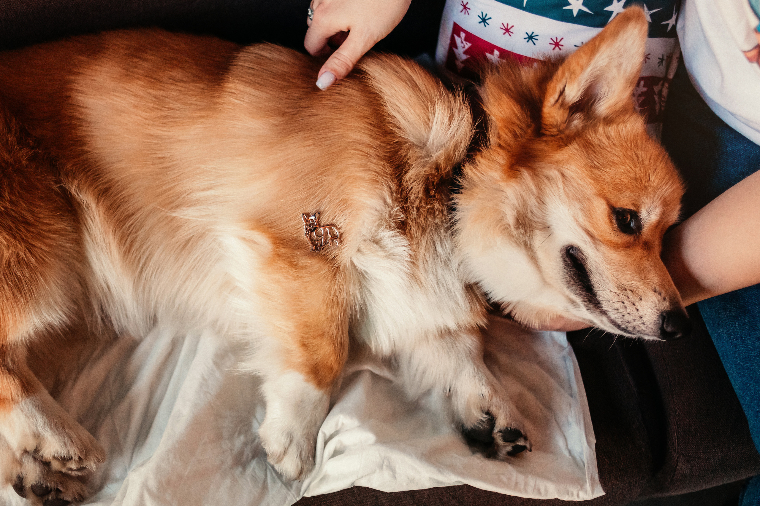 Украшения Diamond Animal. Фотограф-анималист Елена Радченко, Москва