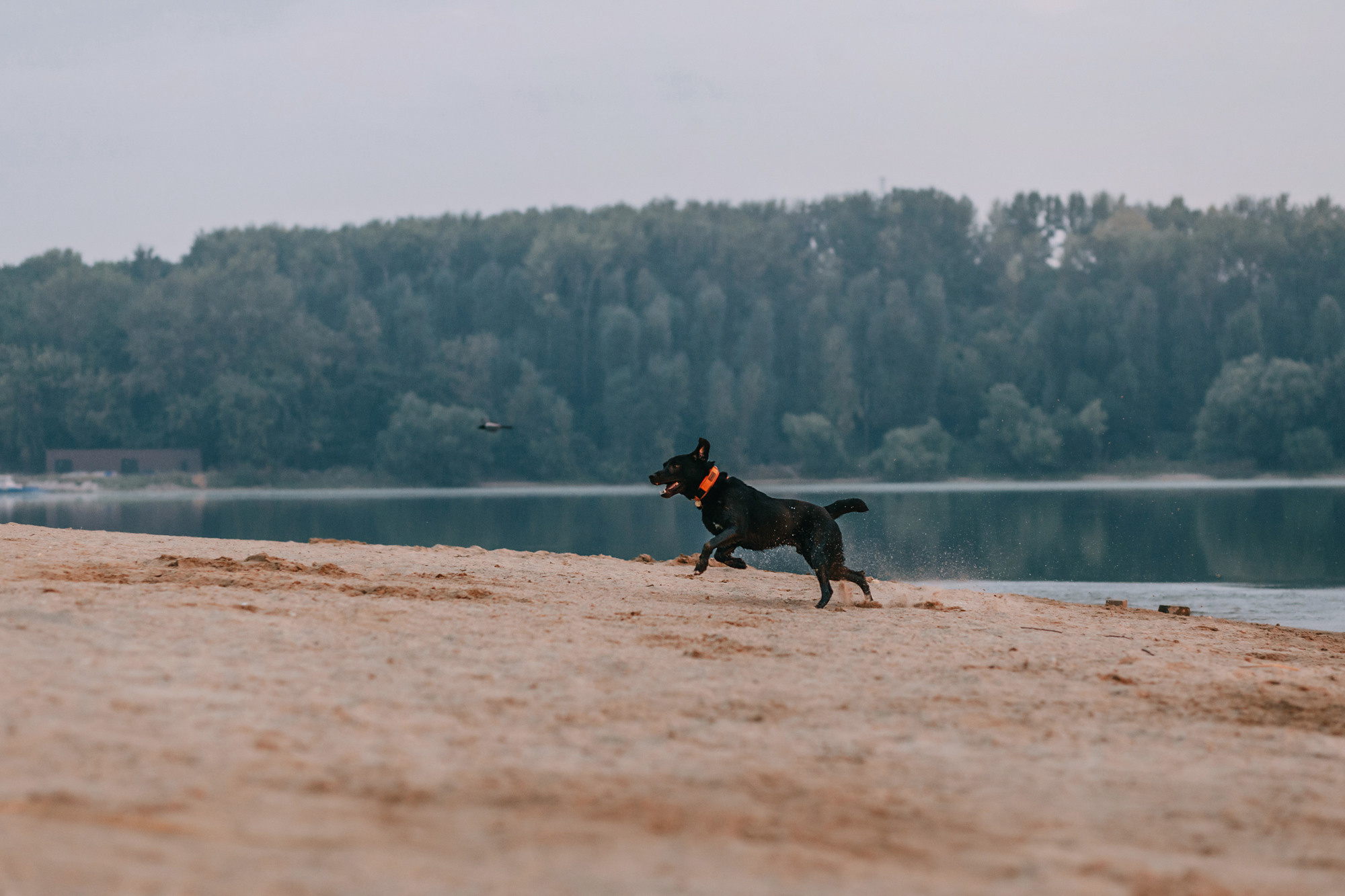 Виктория, Финн и Ливи. Фотограф-анималист Елена Радченко, Москва
