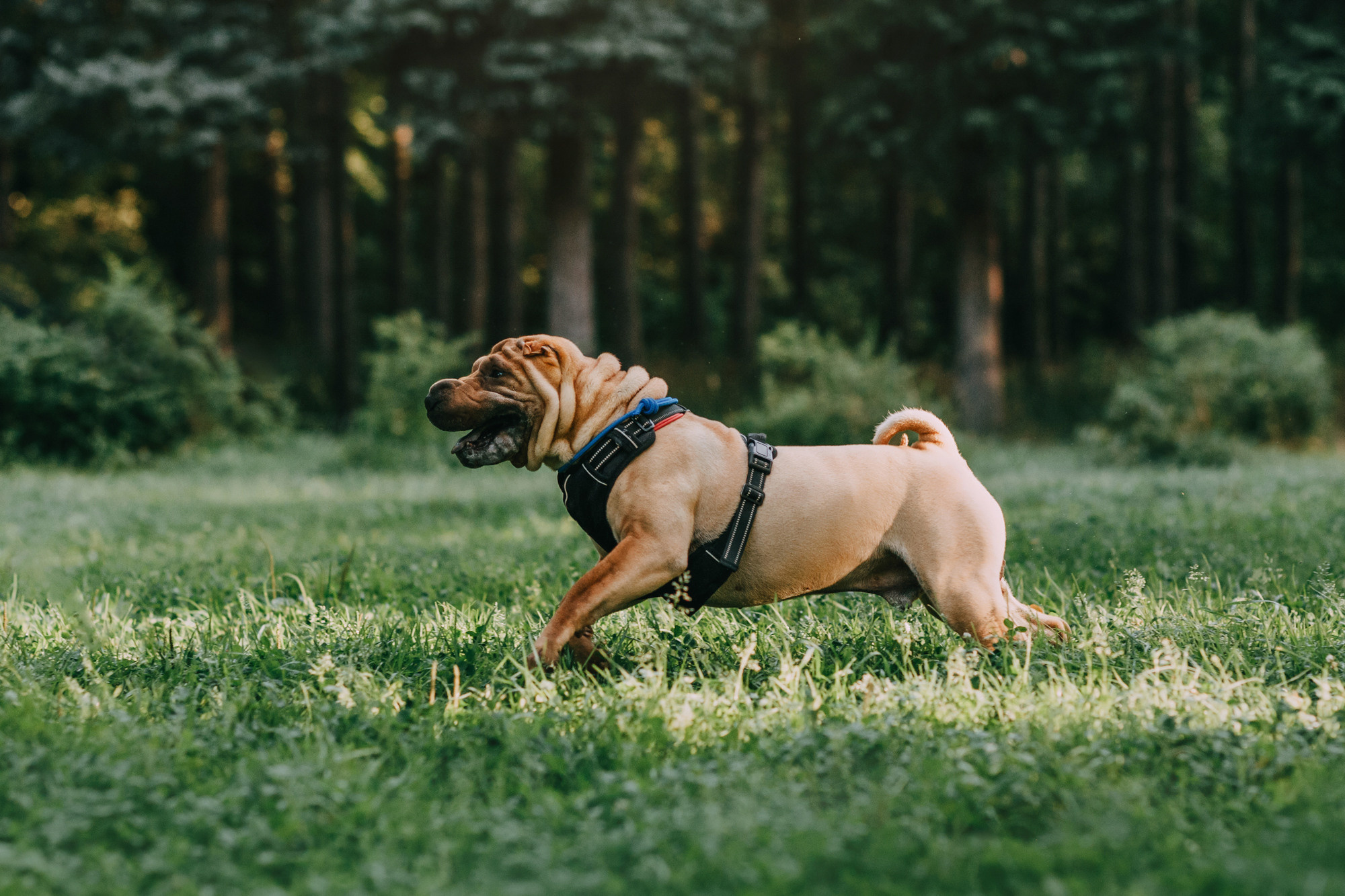 Аппа. Фотограф-анималист Елена Радченко, Москва