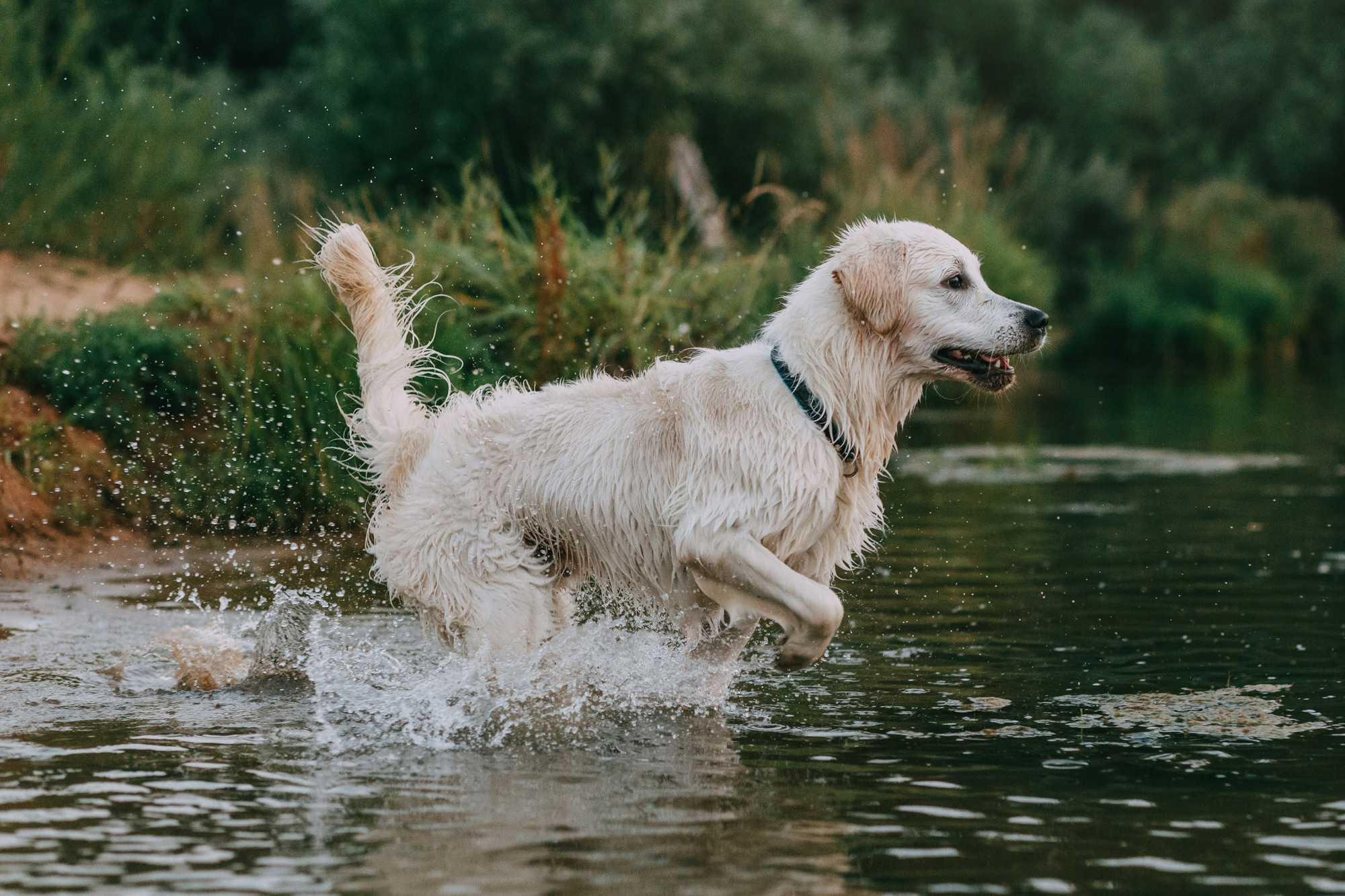 Ольга и Винни. Фотограф-анималист Елена Радченко, Москва