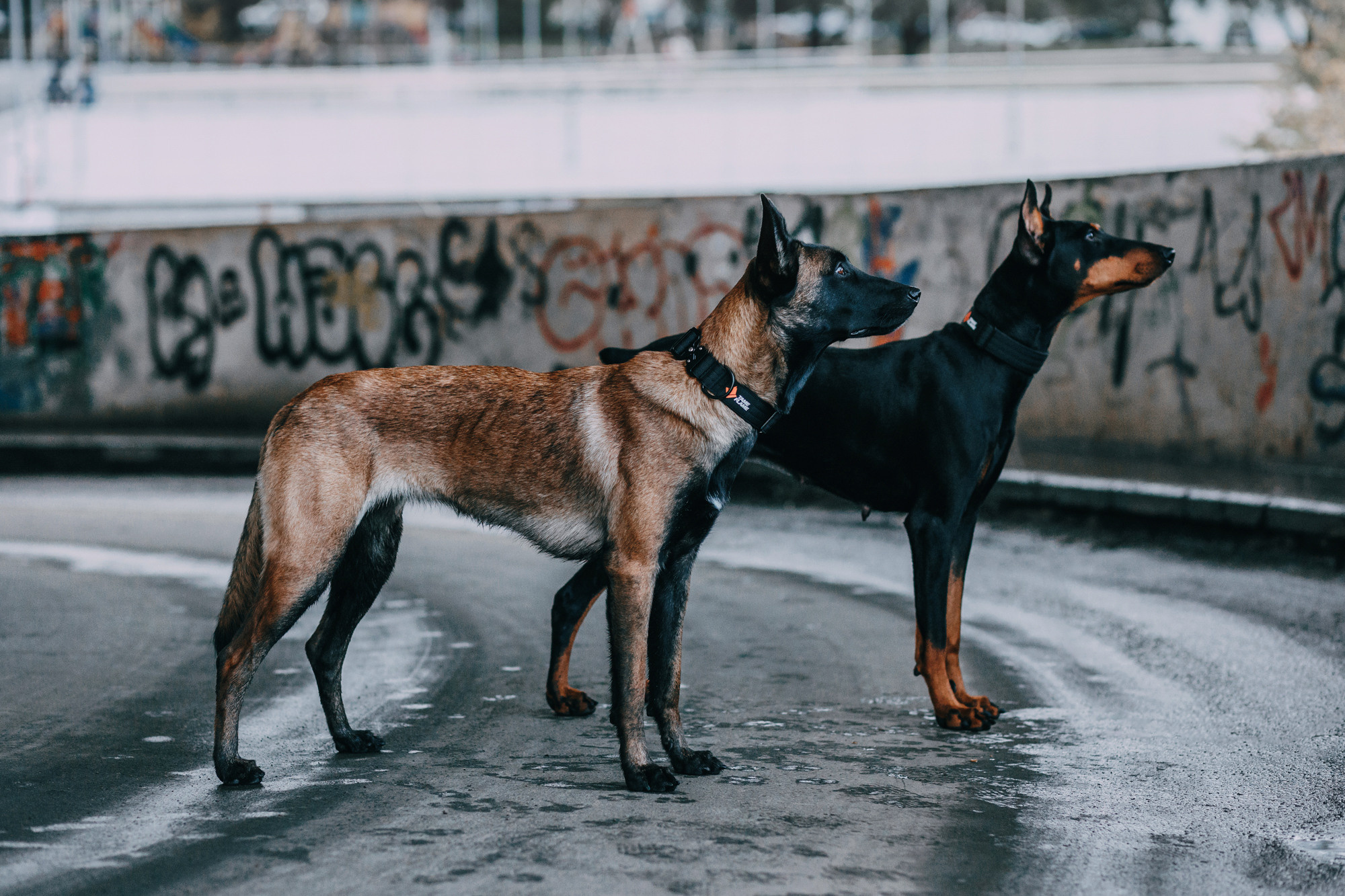 Ошейники Tame flame. Фотограф-анималист Елена Радченко, Москва