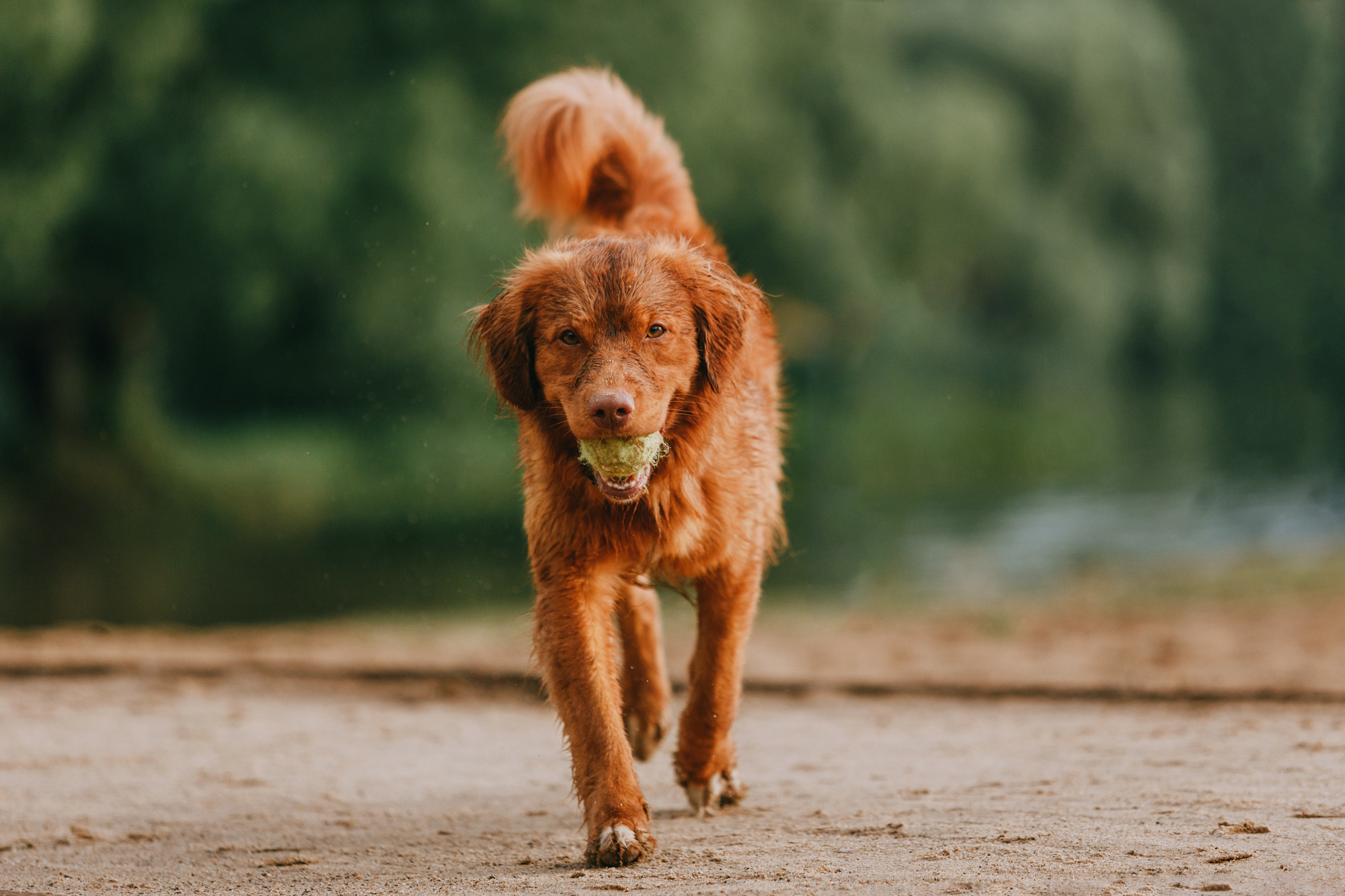 Бублик. Фотограф-анималист Елена Радченко, Москва
