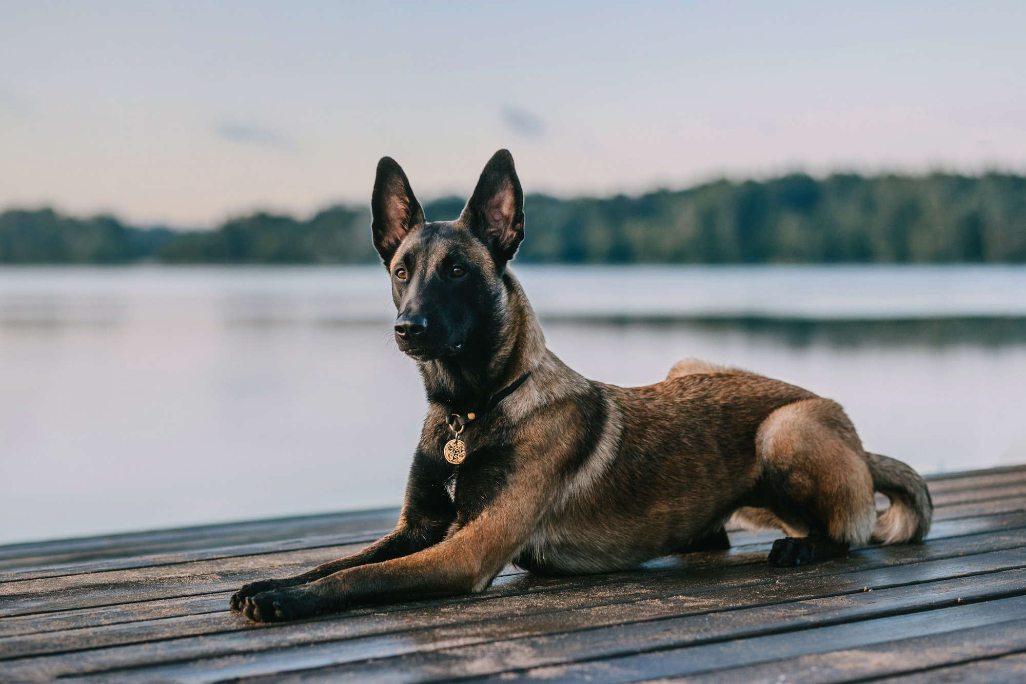 Полина и Ишка. Фотограф-анималист Елена Радченко, Москва