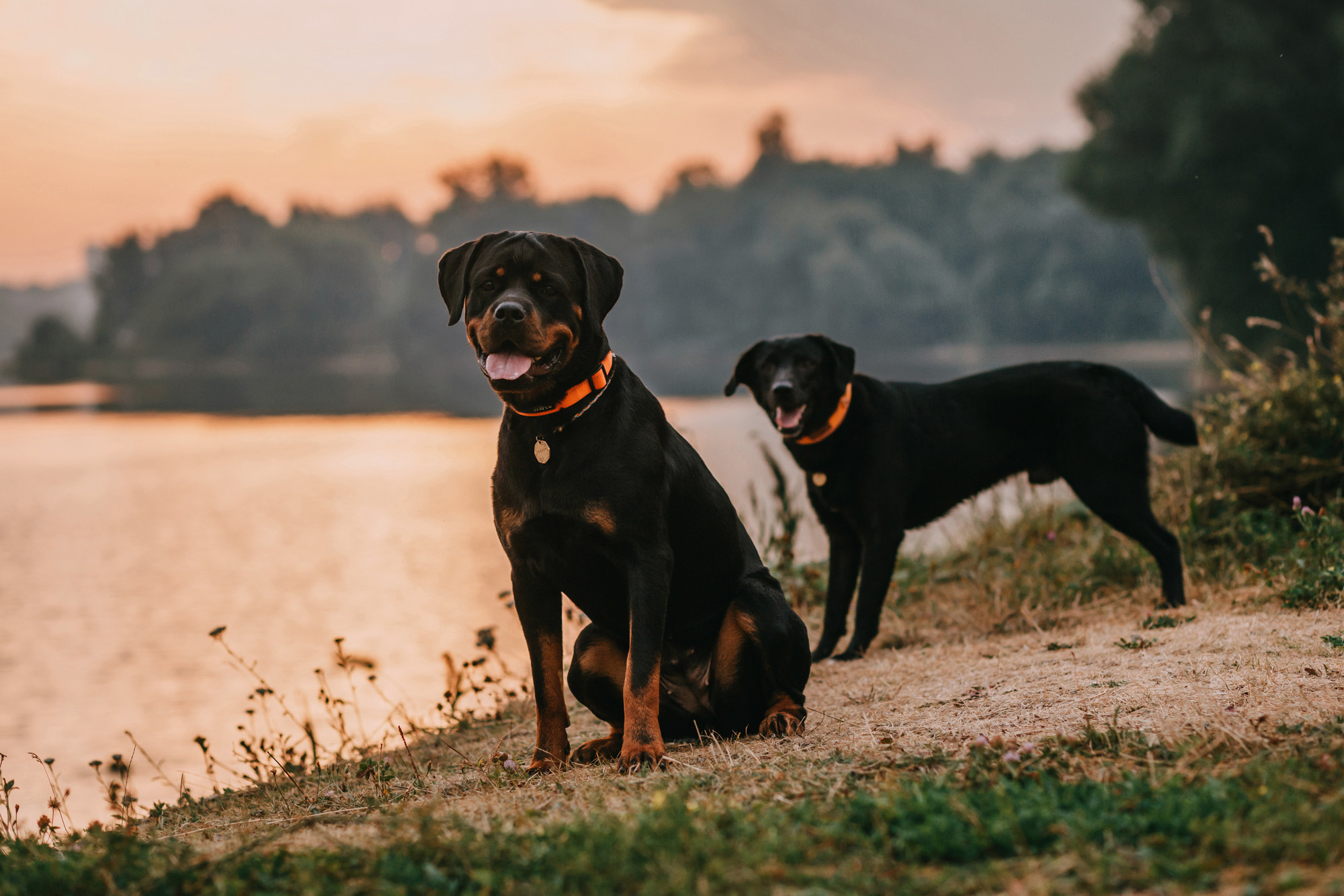 Виктория, Финн и Ливи. Фотограф-анималист Елена Радченко, Москва
