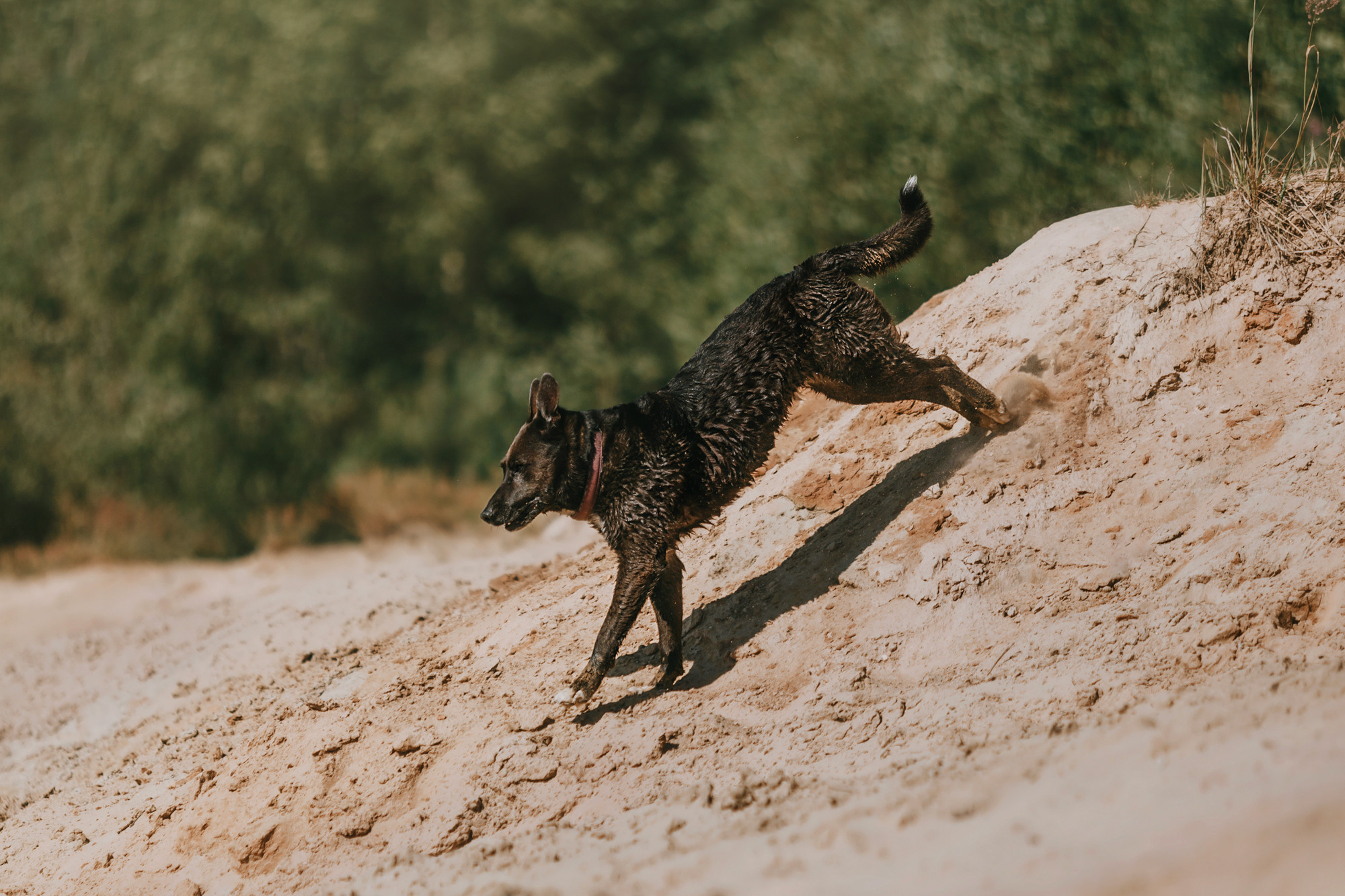 Бэлла и Альма. Фотограф-анималист Елена Радченко, Москва