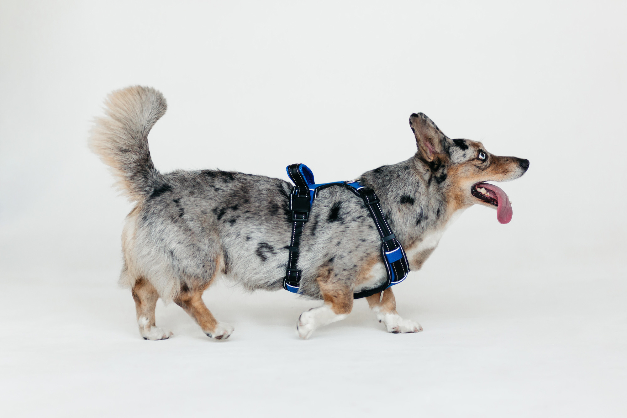 Магазин Каскад. Фотограф-анималист Елена Радченко, Москва