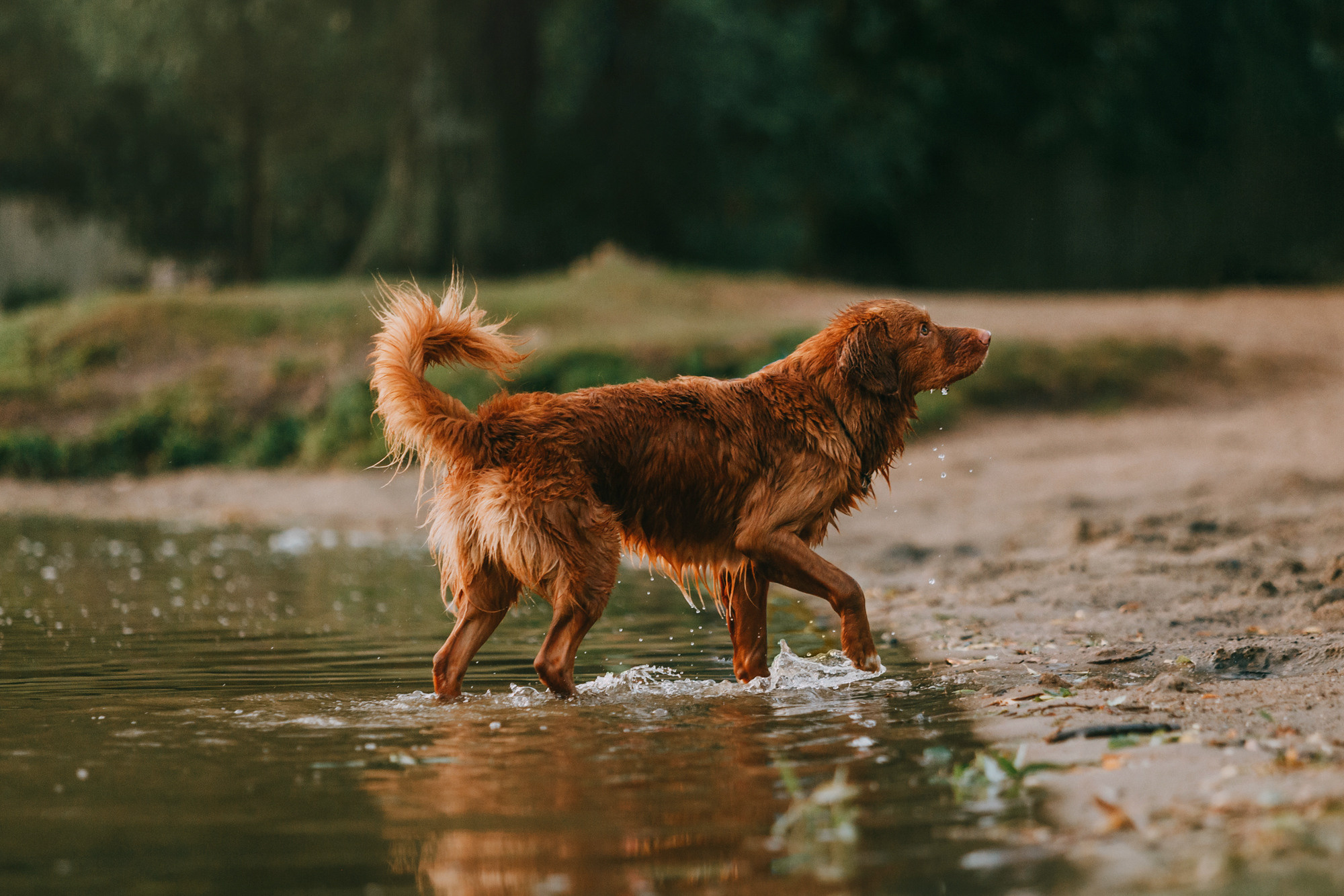 Бублик. Фотограф-анималист Елена Радченко, Москва